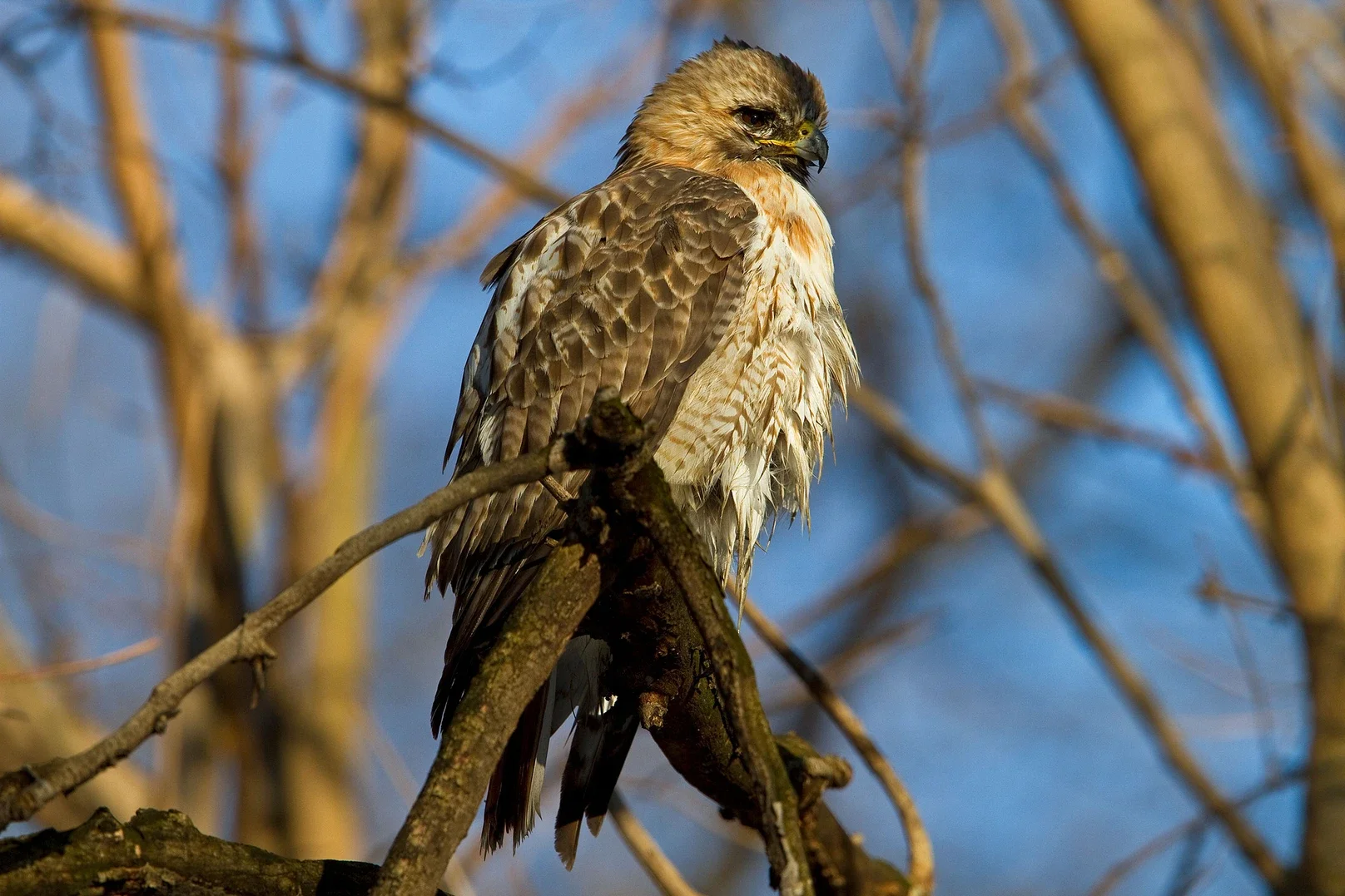 Pale Male Is a Legend—But Is He Still Alive?