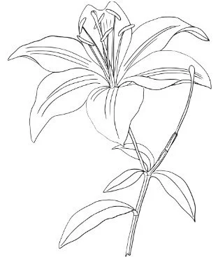 Line drawing of a lily flower with petals, stem, and leaves.