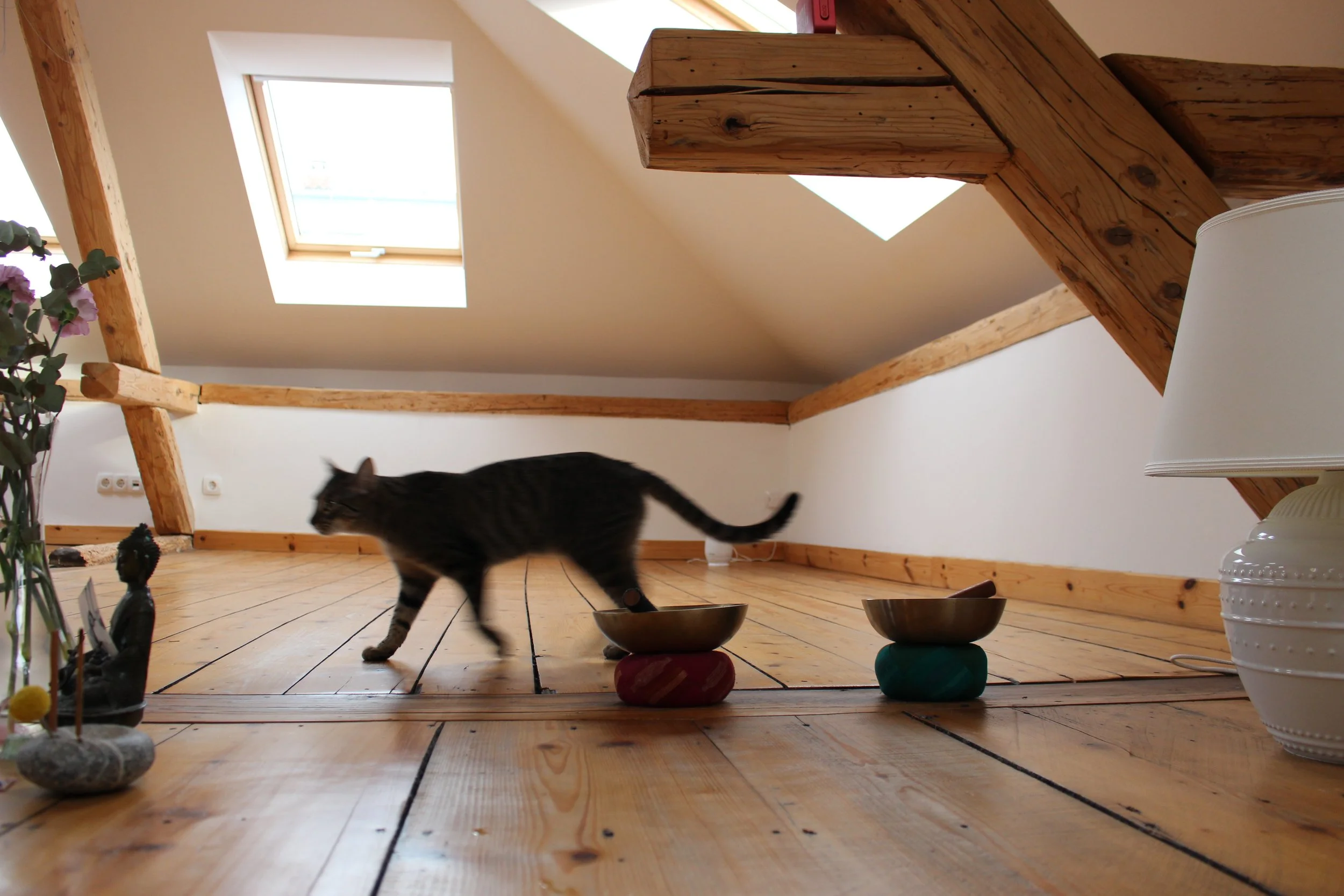 Ein Raum mit Holzboden und Dachfenstern, darin läuft eine Katze und es sind zwei Futternäpfe zu sehen.