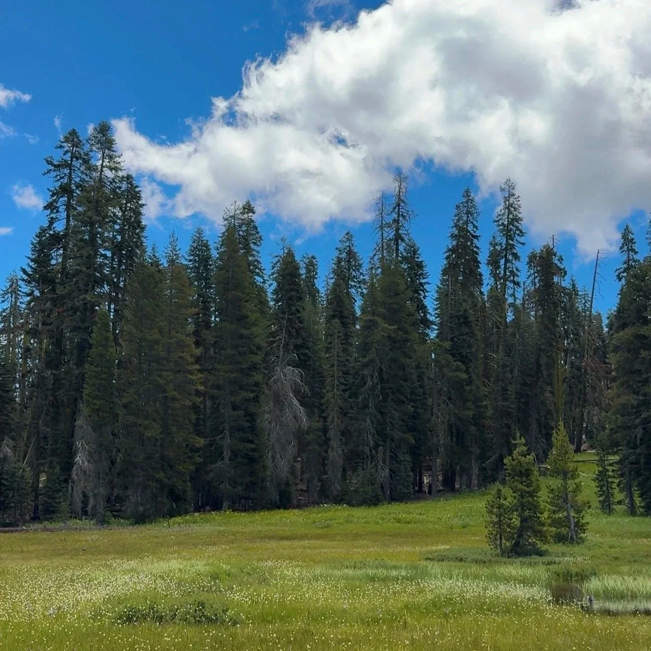 A scenic view of a forested area with tall pine trees, a grassy meadow with small white flowers, and a partly cloudy blue sky with some large white clouds.