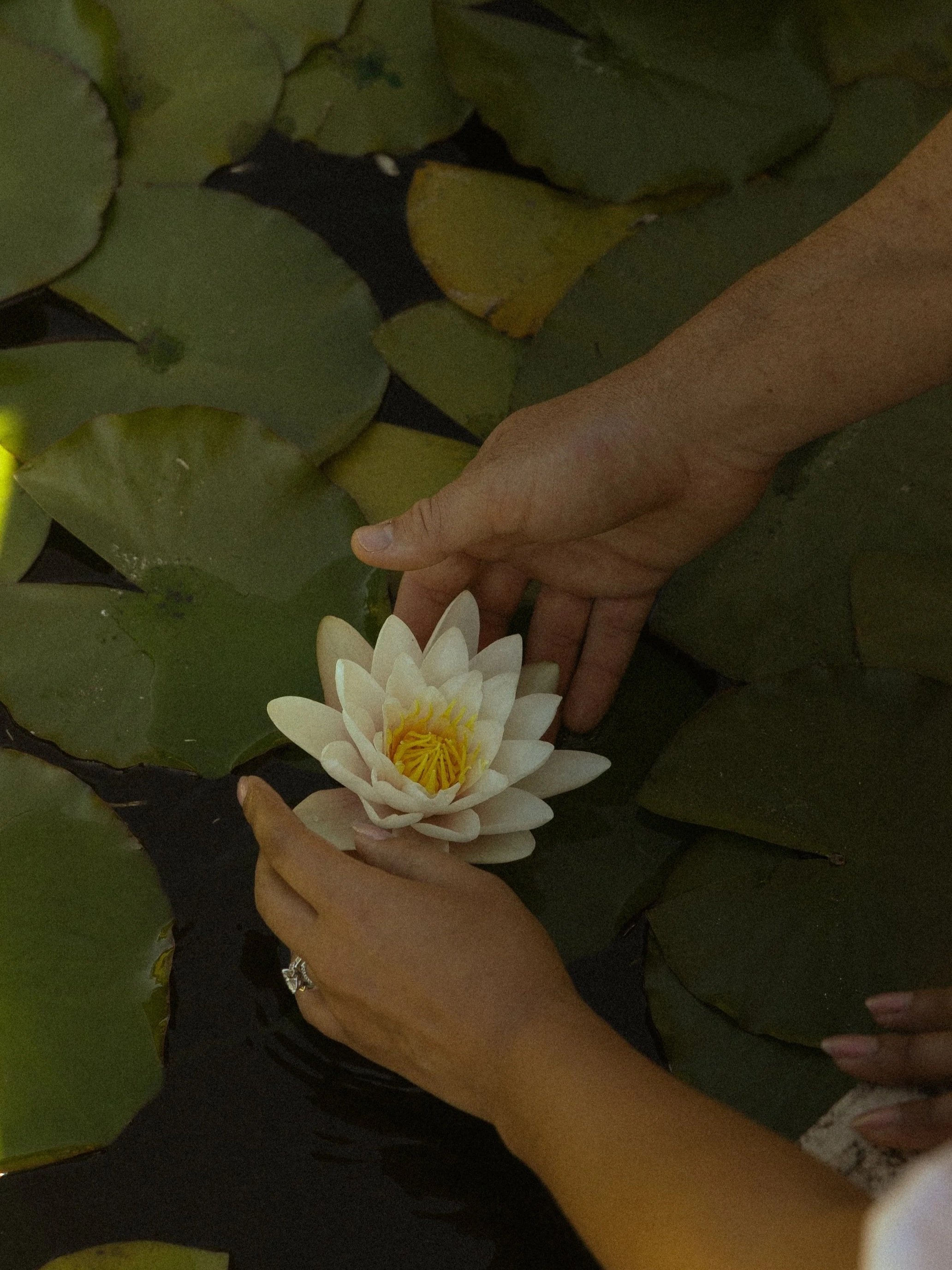 A person's hand touching a blooming white water lily surrounded by large green lily pads on a pond.
