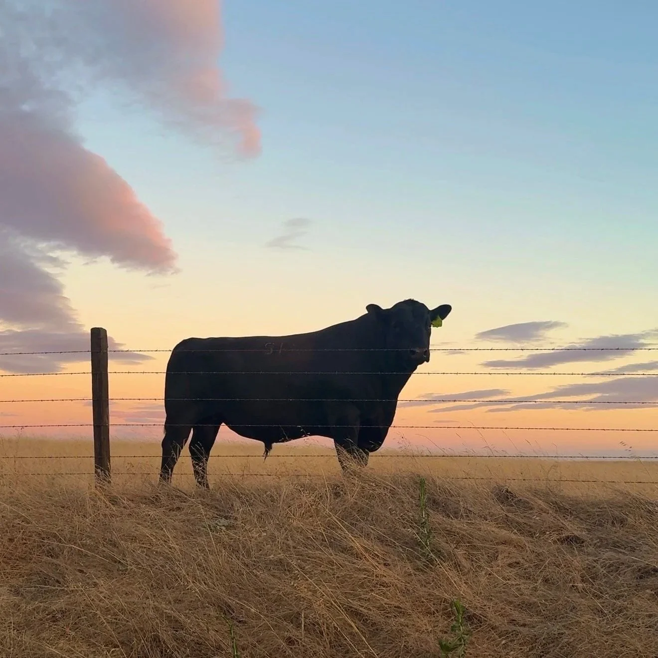 A black cow standing behind a barbed wire fence in a grassy field during sunset with pastel-colored sky and clouds.