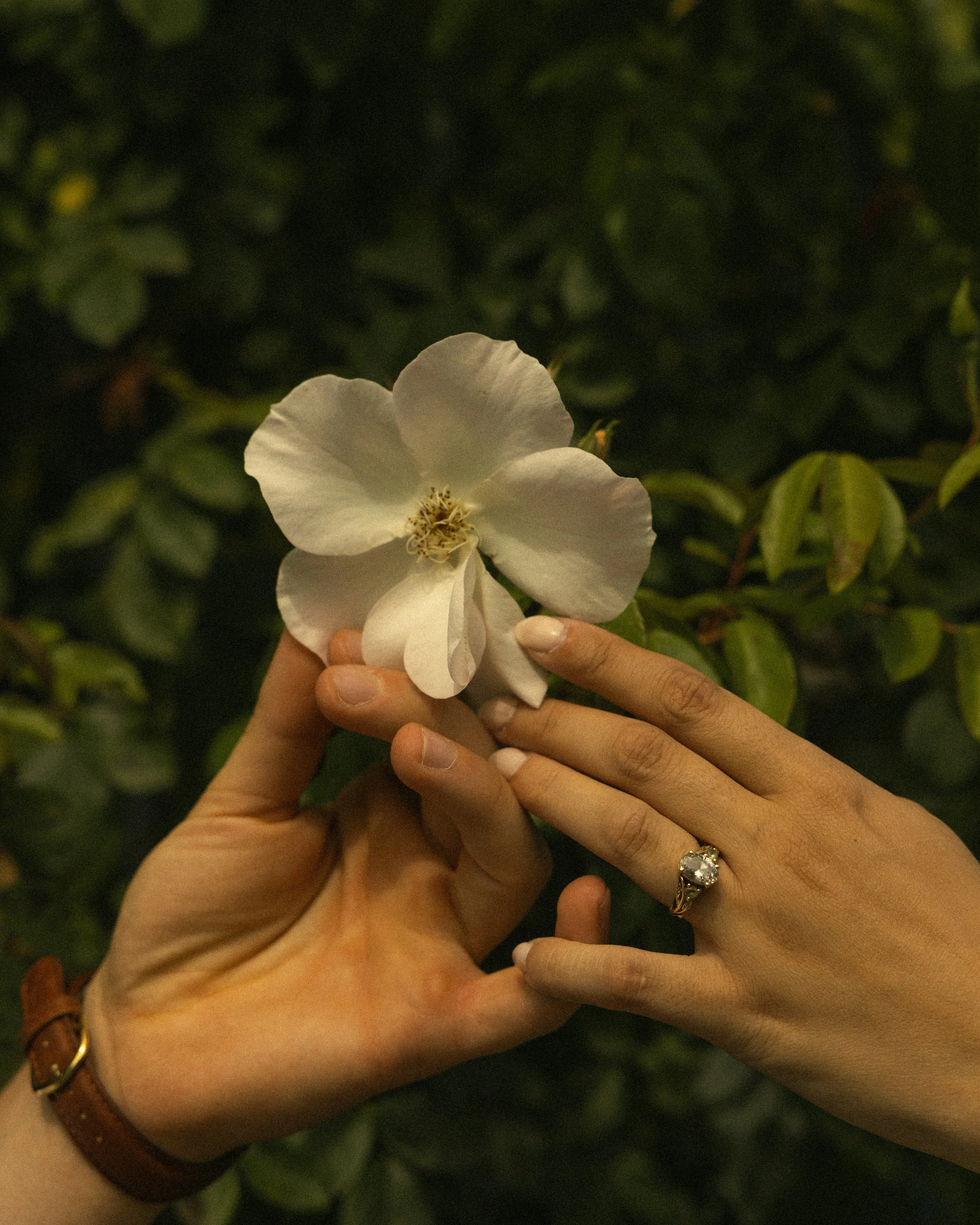 AudreyRose_Photo-40.jpg