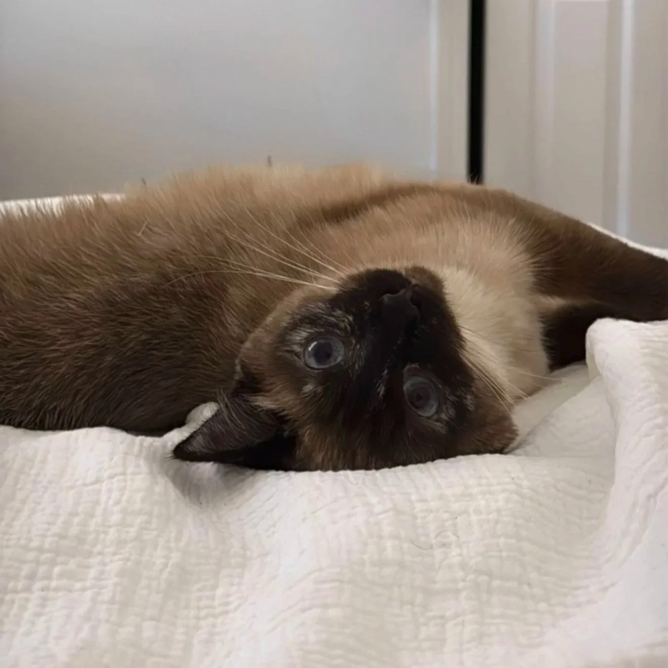 A Siamese cat lying on its back on a white blanket, looking up with blue eyes.