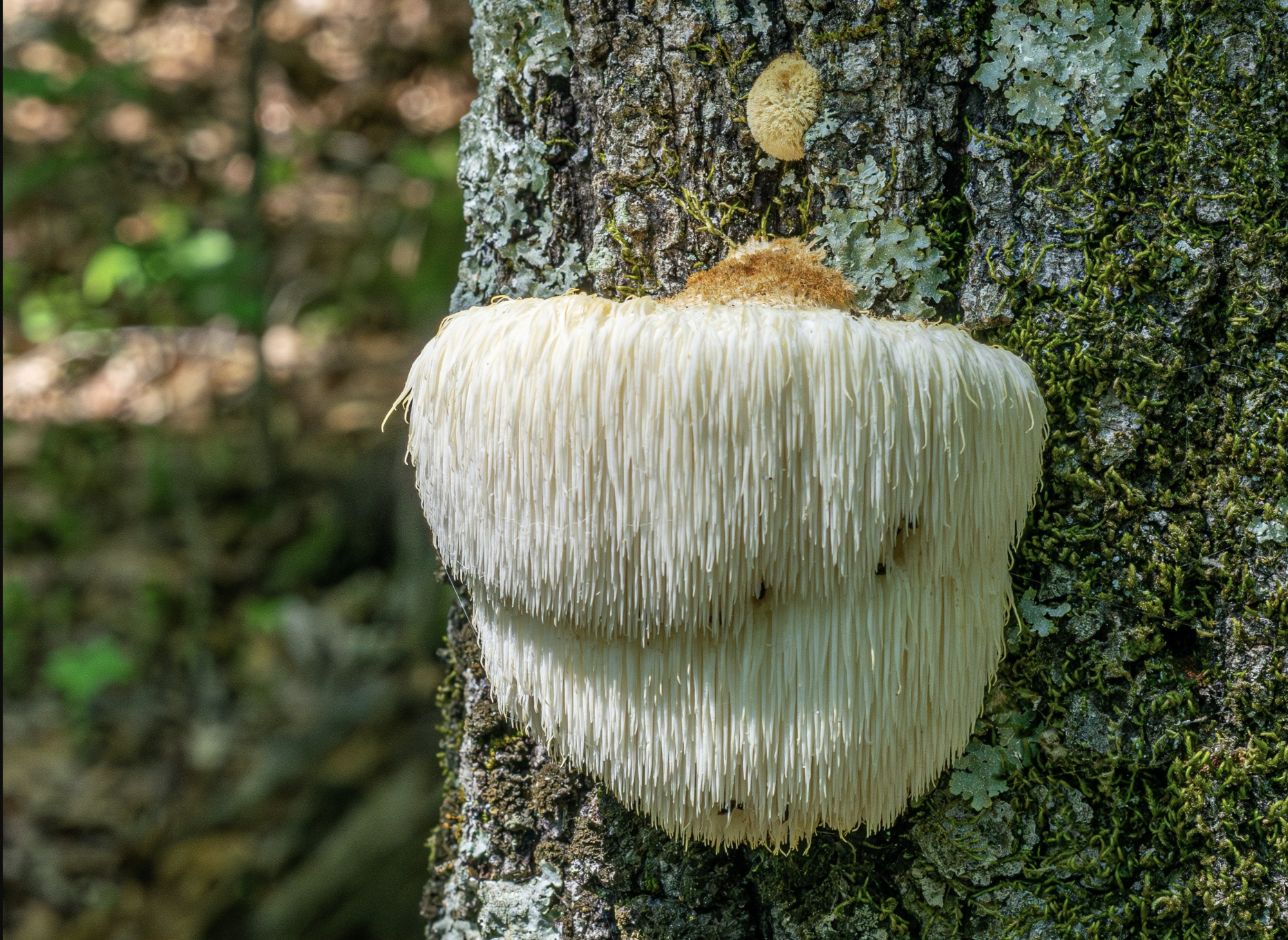 What’s So Special About Lions Mane?