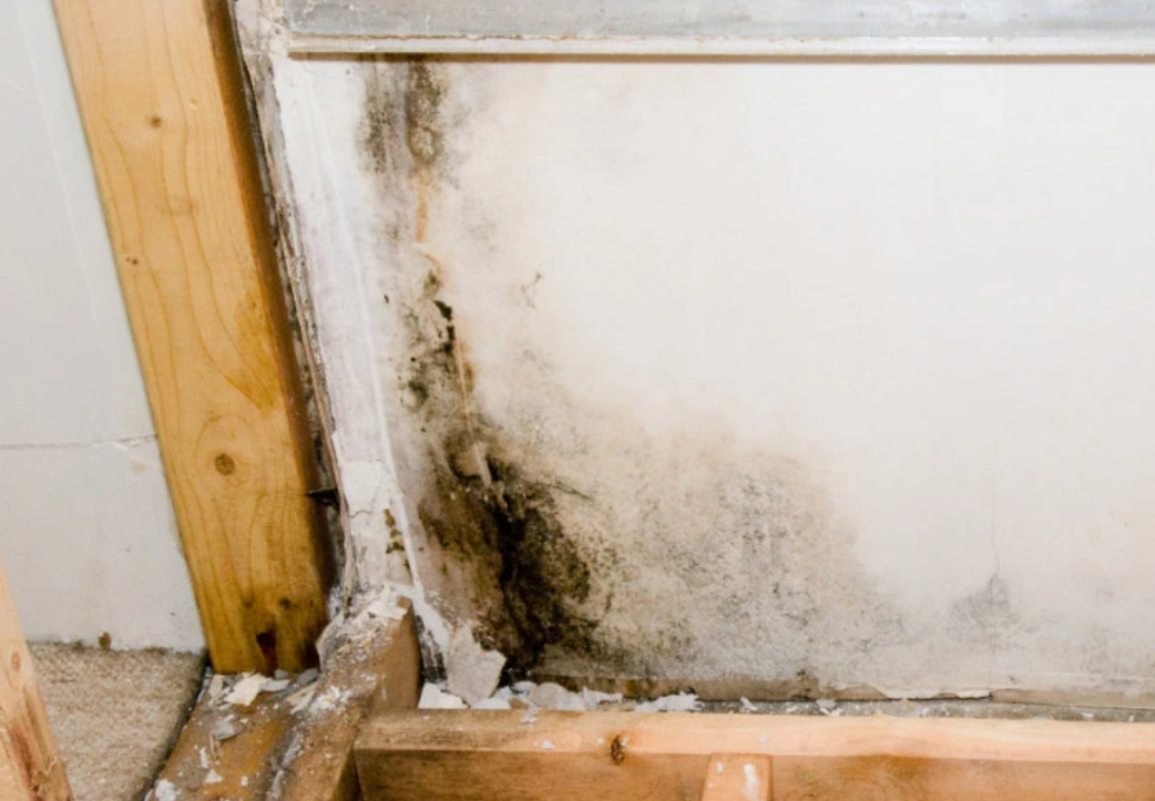 Wet rot repair behind an interior wall by F&M Construction & Remodeling, serving Bellevue, Seattle, and the Eastside.