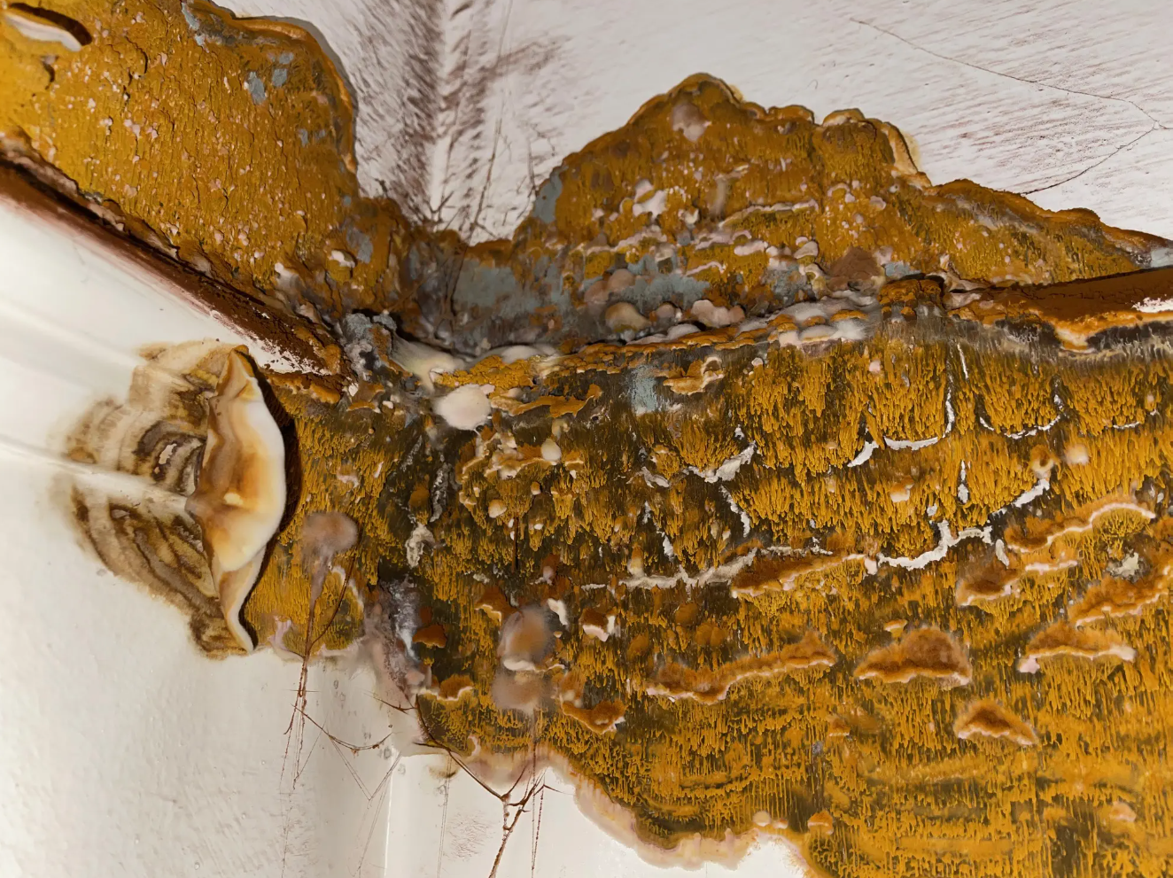 Structural dry rot repair by F&M Construction & Remodeling, serving Bellevue, Seattle, and the Eastside.