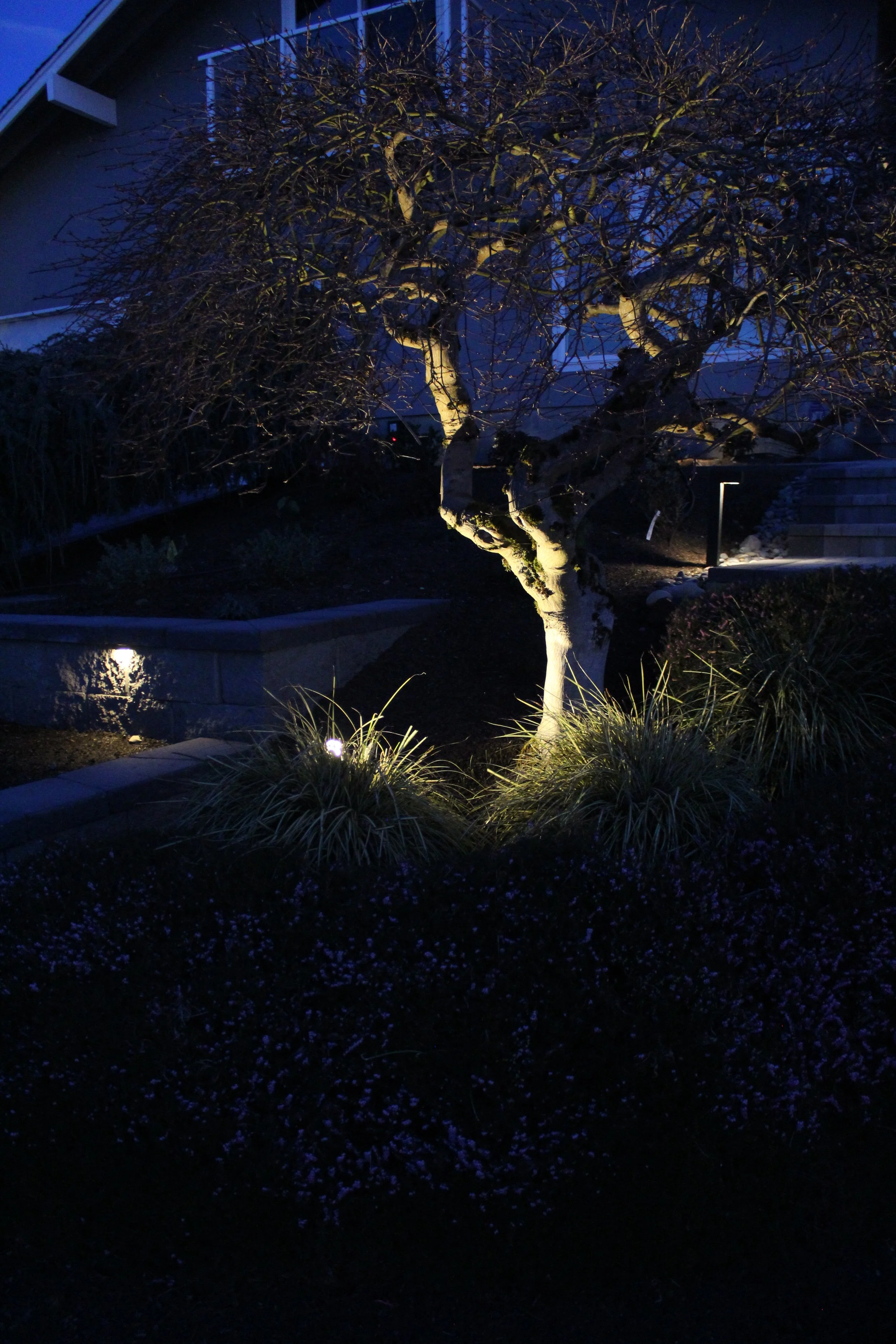 Tree uplighting installation by F&M Construction & Remodeling in Bellevue, WA, serving Seattle and the Eastside.