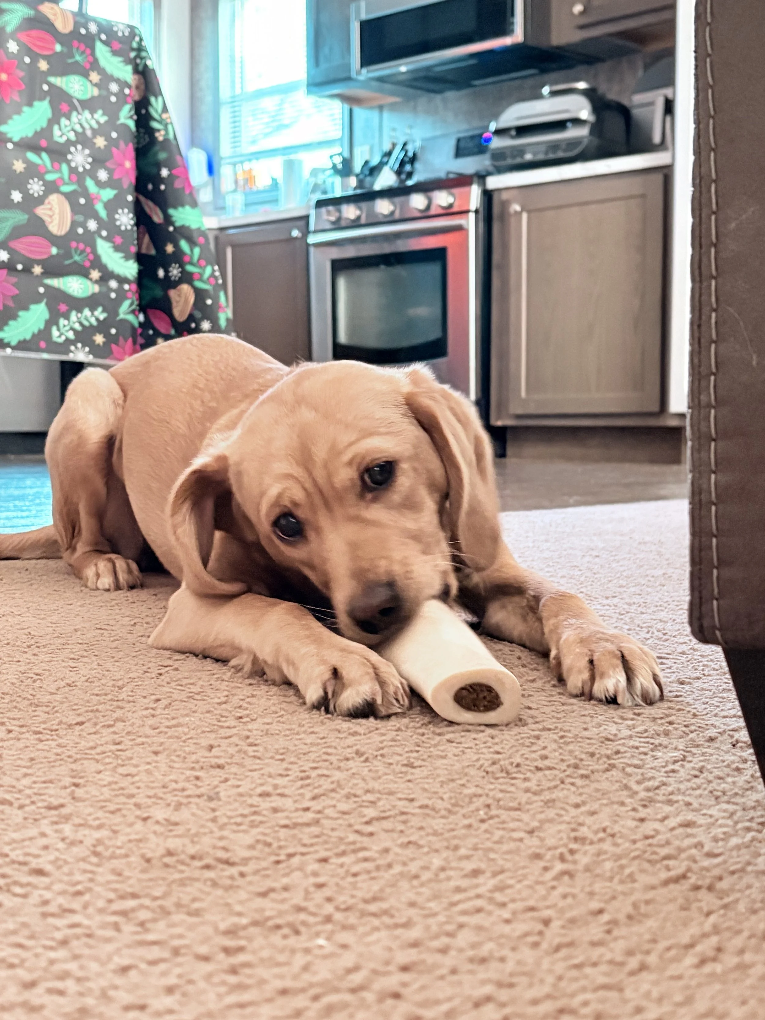 A cute brown puppy lying on a beige carpet floor, chewing on a large white chew toy. The background shows a kitchen with a window, a stove, and wooden cabinets.