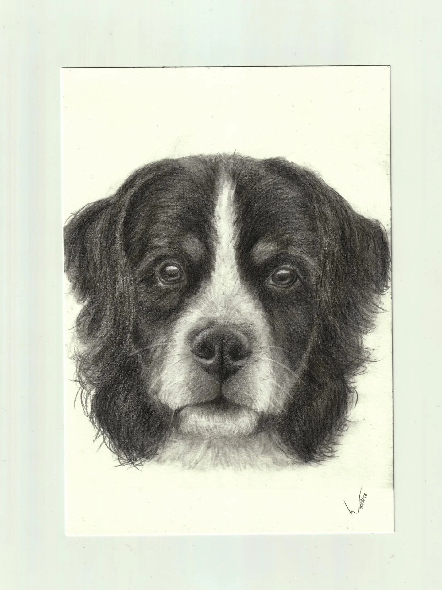 Peter.
#petportrait #pencildrawing #realismdrawing  #mountainbernesedog #mountainbernesedogslovers