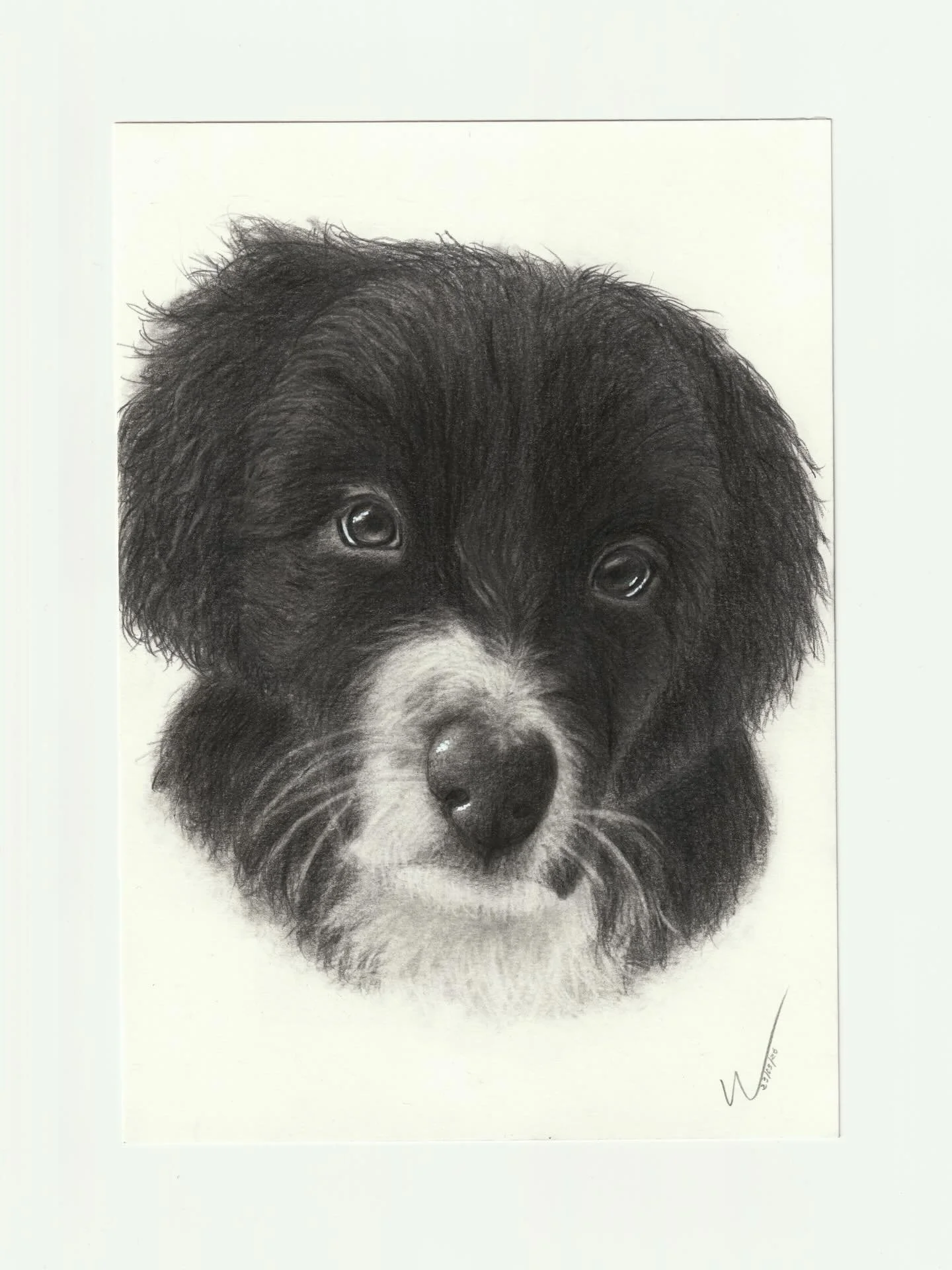 Zahhak.
#realismdrawing #petportrait #dogportrait #pencilartwork