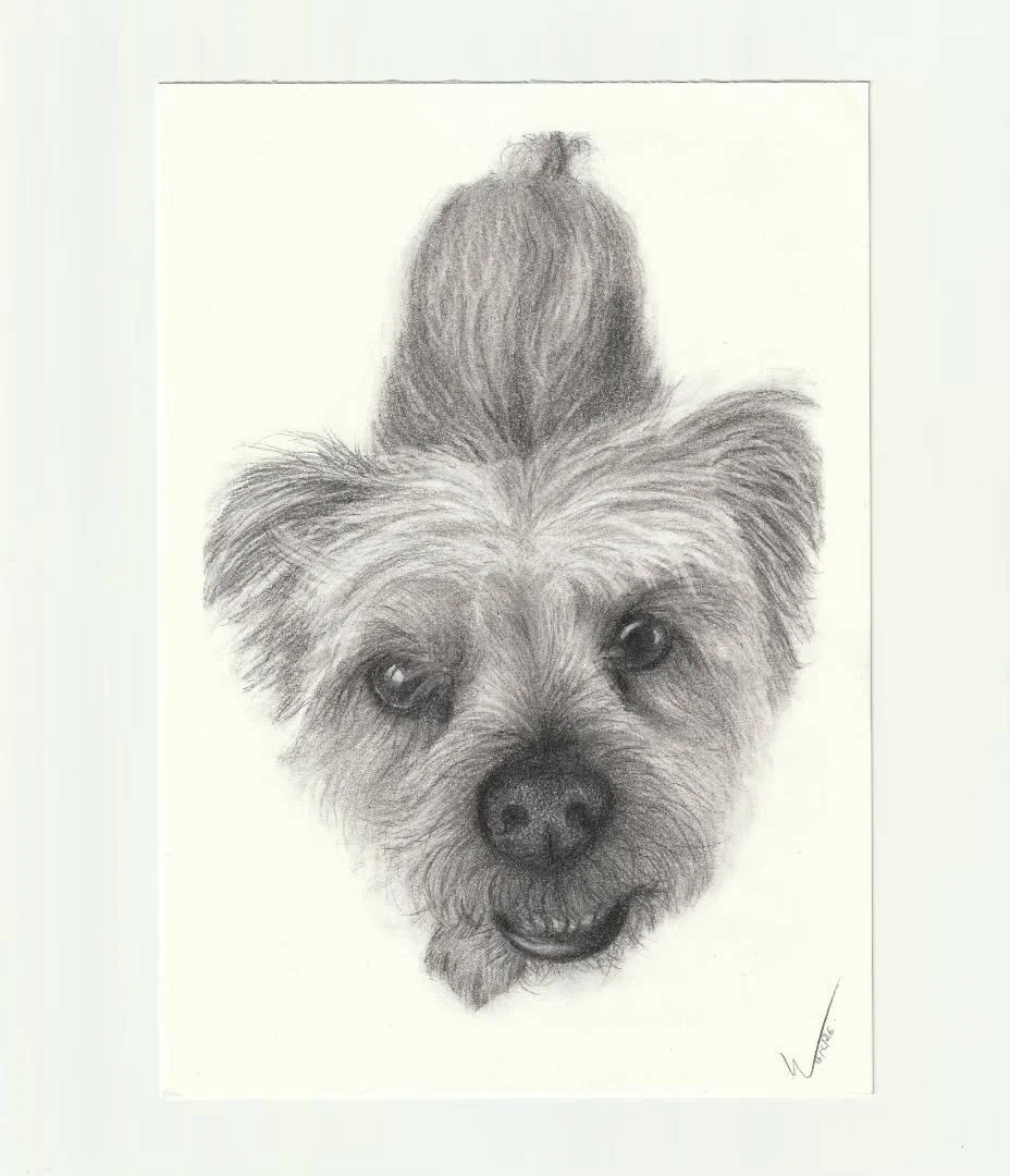 Harry.

#petportraits #pencildrawing #realism  #drawing #art