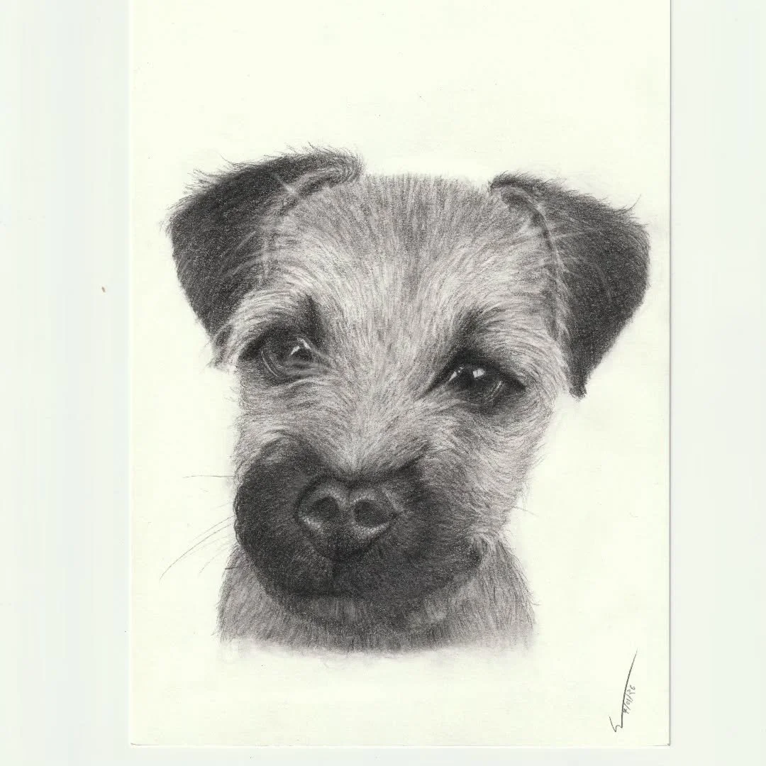 Raymond Sunshine puppy.

#petportraits #pencildrawing #realism #realismdrawing  #comissionwork🖌️🎨