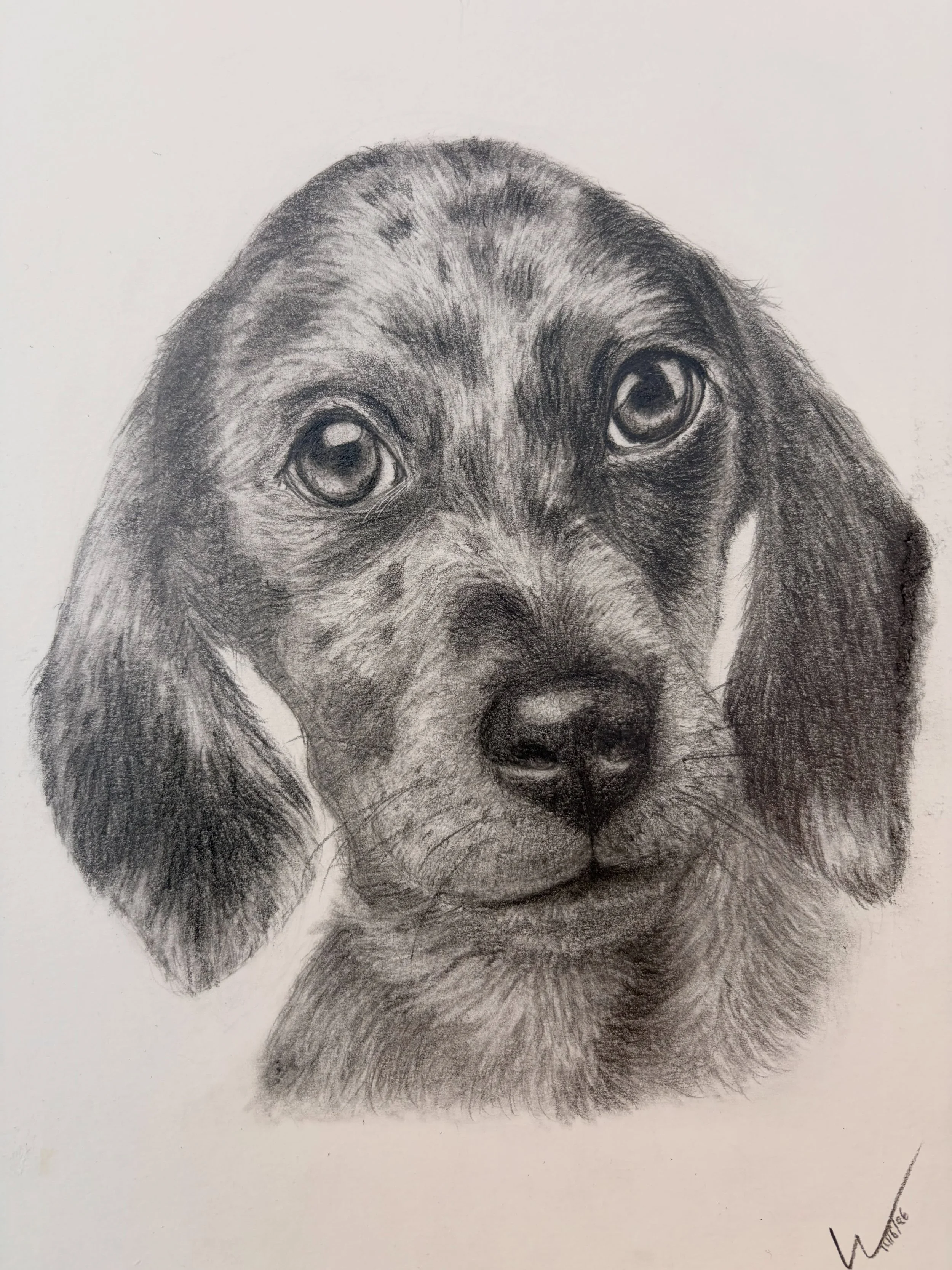 Dobby puppy portrait.

Taking commissions for September, book via the link in my bio🖤🤍

#petsportrait #puppyportrait #realismart #pencilartwork #handmadeart