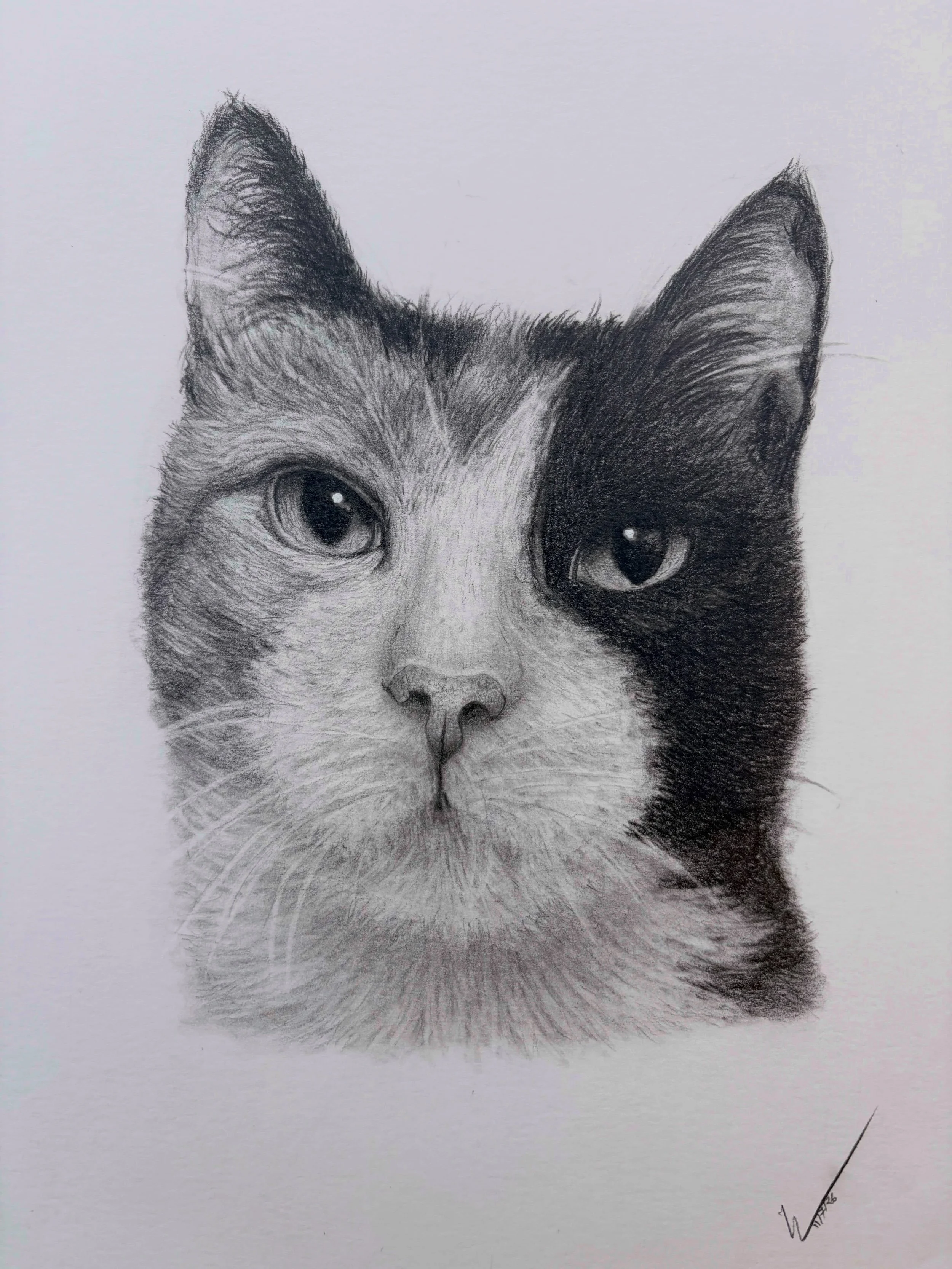 Sigrid&rsquo;s pet portrait.

Get a lovely keepsake from your best friend 🐾✨ Commissions are open for October 🍁 
DM me for more information!

#handmade #petprotait #catportraits #pencilartwork #realismdrawing