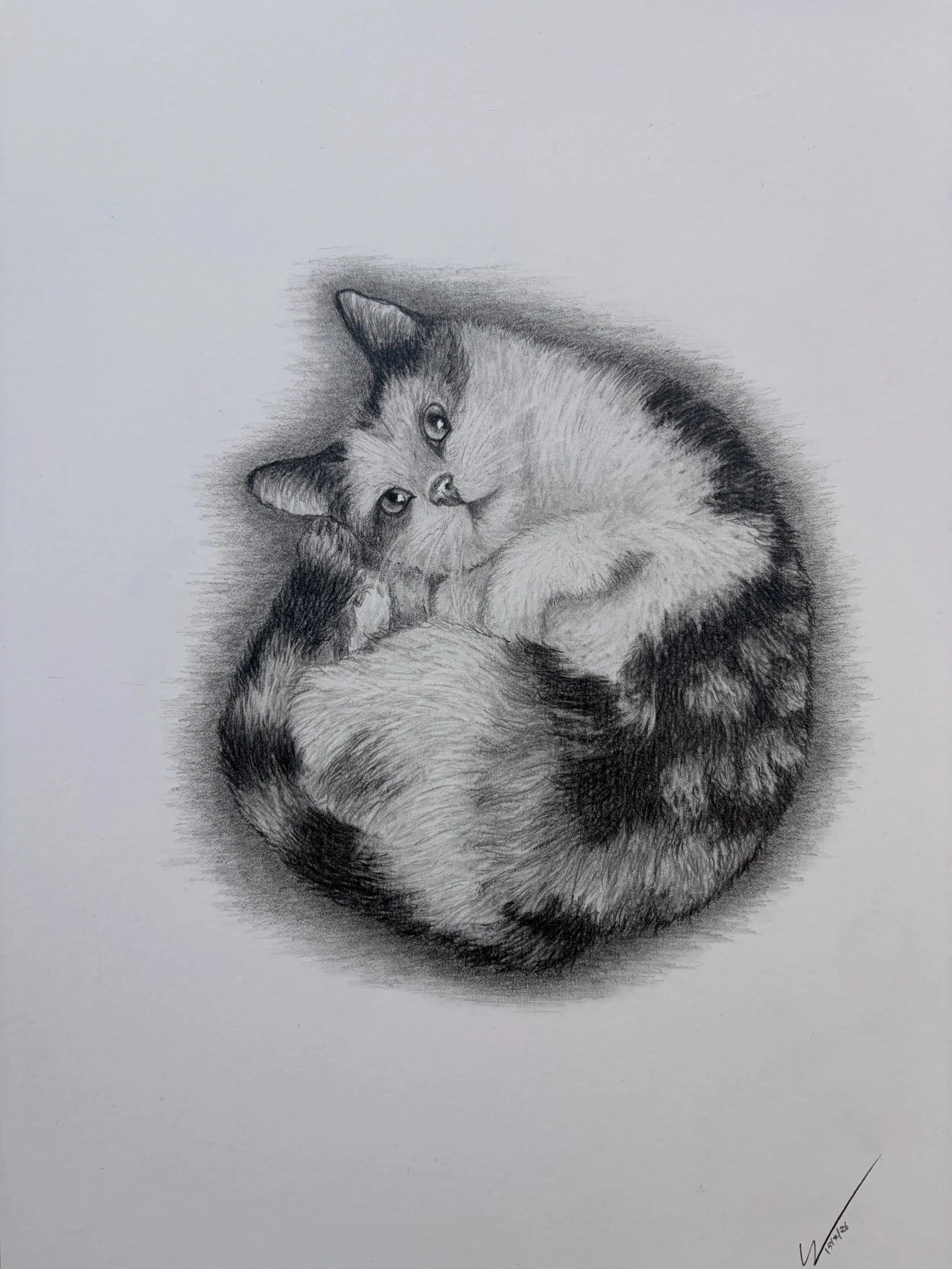 Pen&eacute;lope&rsquo;s portrait. 

#petportrait #handmadewithlove❤️ #pencildrawing #realism