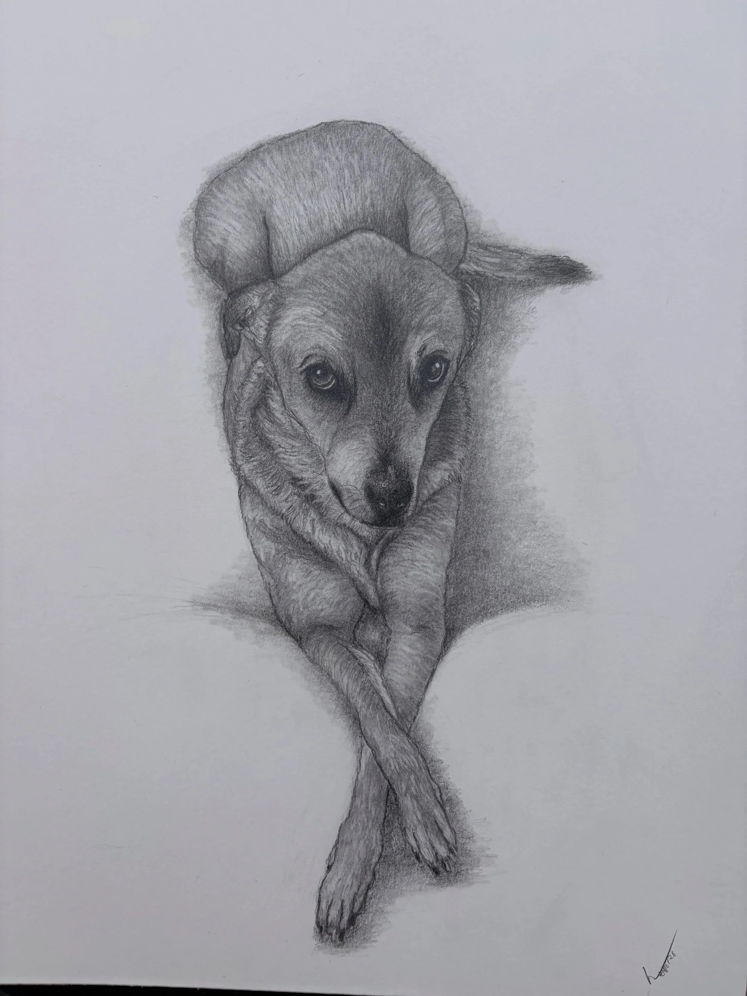 Arwen&rsquo;s portrait.

Create a beautiful keepsake of your beloved pet, or surprise a friend with one! 🐾
Place your order now, commissions are open for November and December!

#petportraitsofinstagram #petportrait #realismdrawing #handmadewithlove