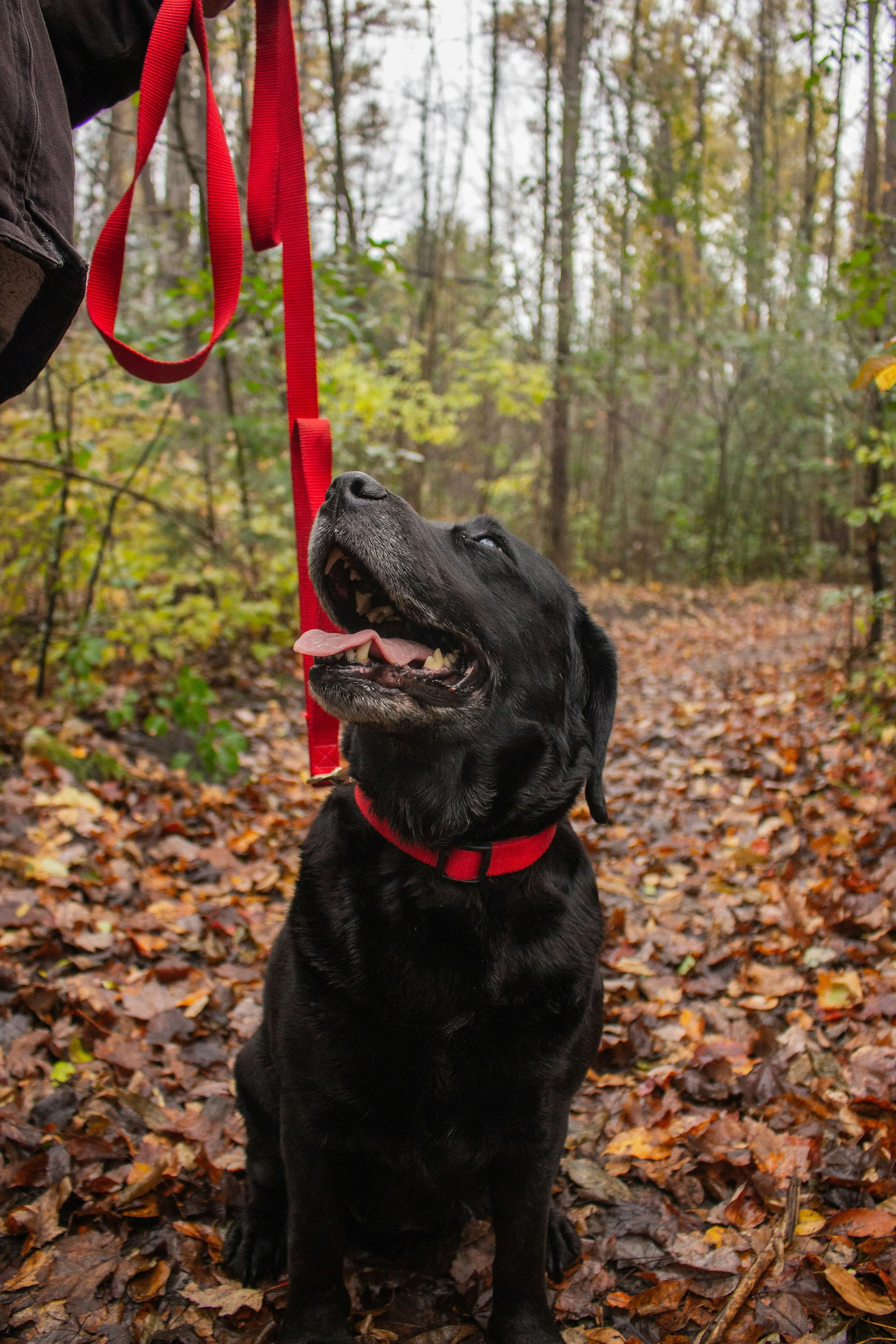 A black Labrador retriever wearing a red harness sitting on a leaf-covered forest floor, looking up at a person holding a red leash.