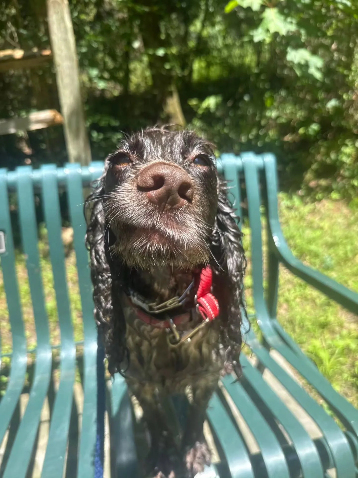 The face Loo makes when she got to go swimming in the creek!