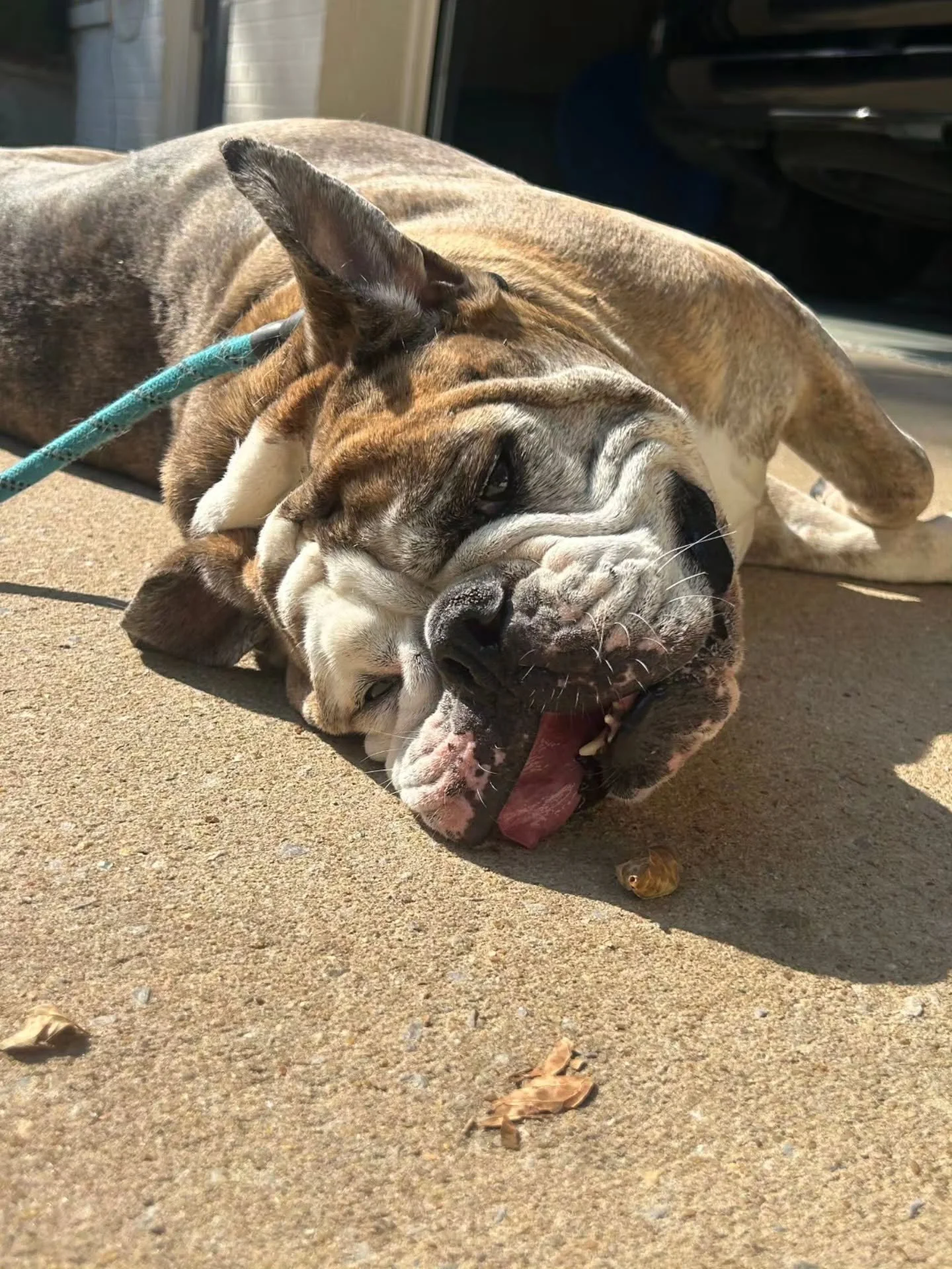 Mavis says "thank goodness its fuffin Friday!"