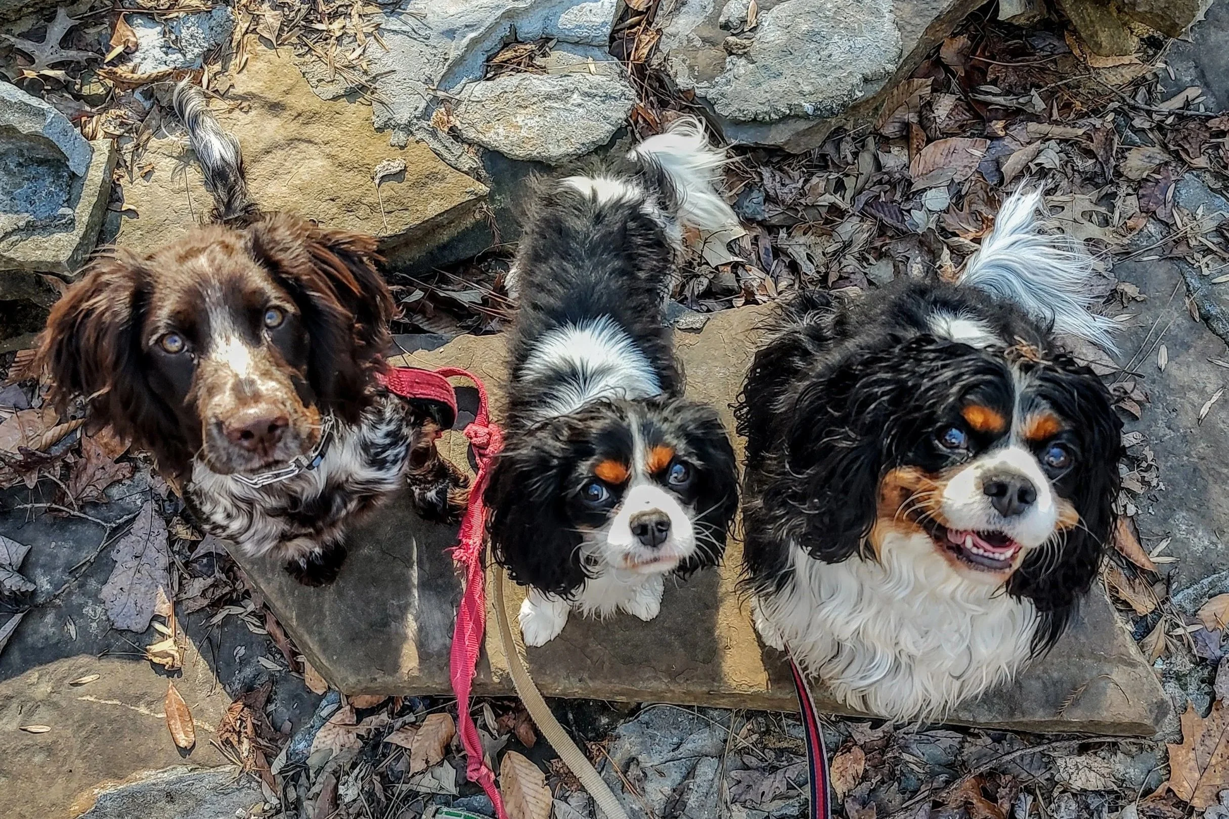 Seven puppies, several with long hair, mostly black and white with some brown, sitting on a rock and surrounded by fallen leaves.