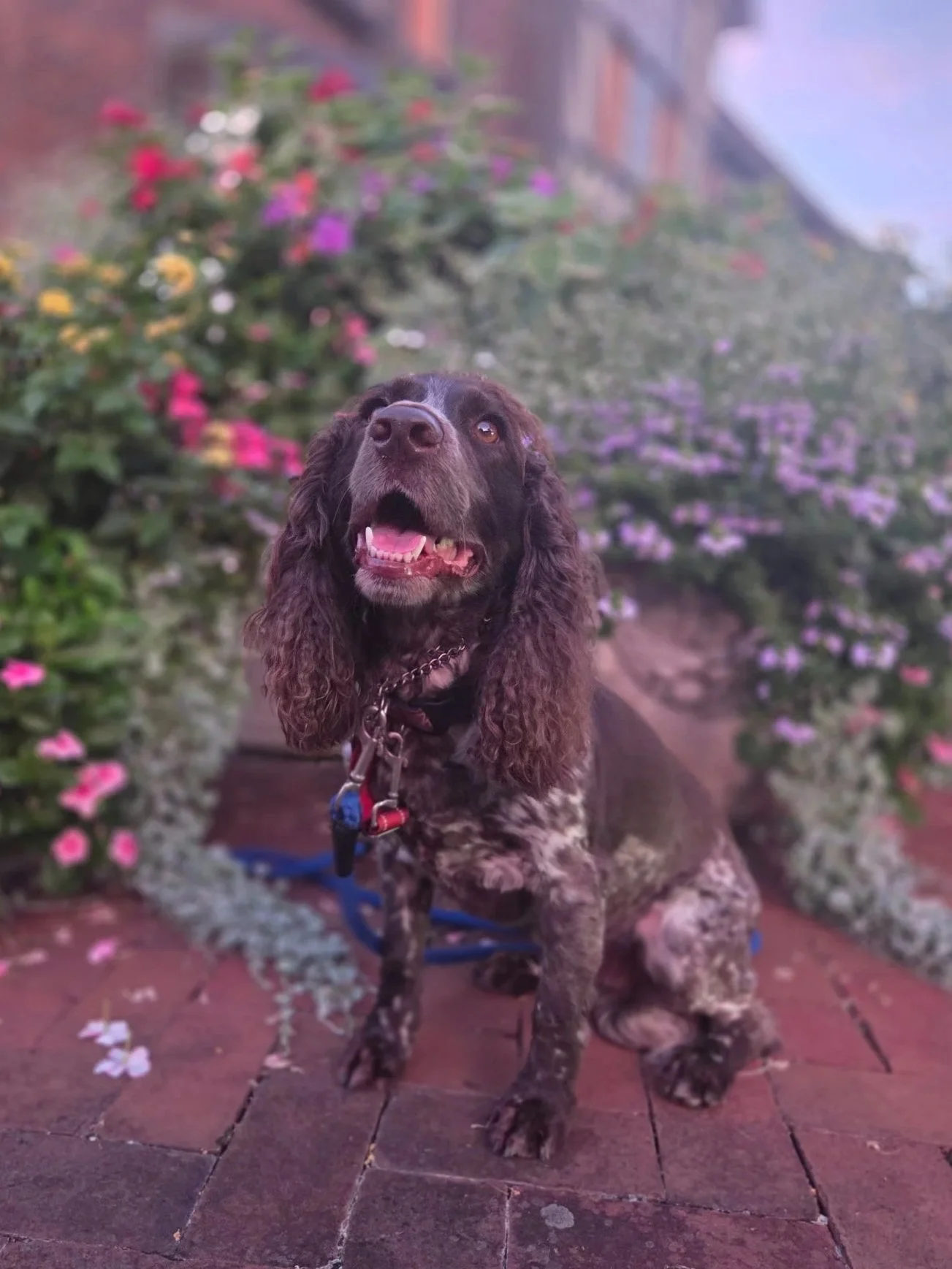 A brown and white English Springer Spaniel dog sitting on a brick patio surrounded by pink, purple, and yellow flowers in a garden.