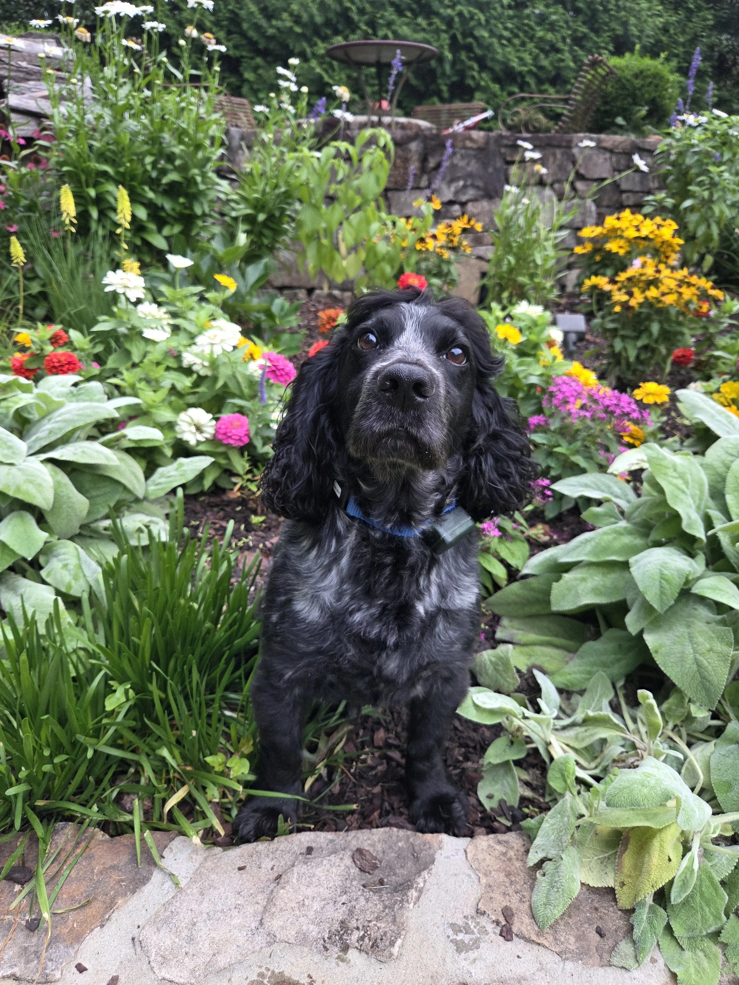 A black and gray puppy with long ears and a red ribbon on its head sitting among green plants and colorful flowers in a garden.