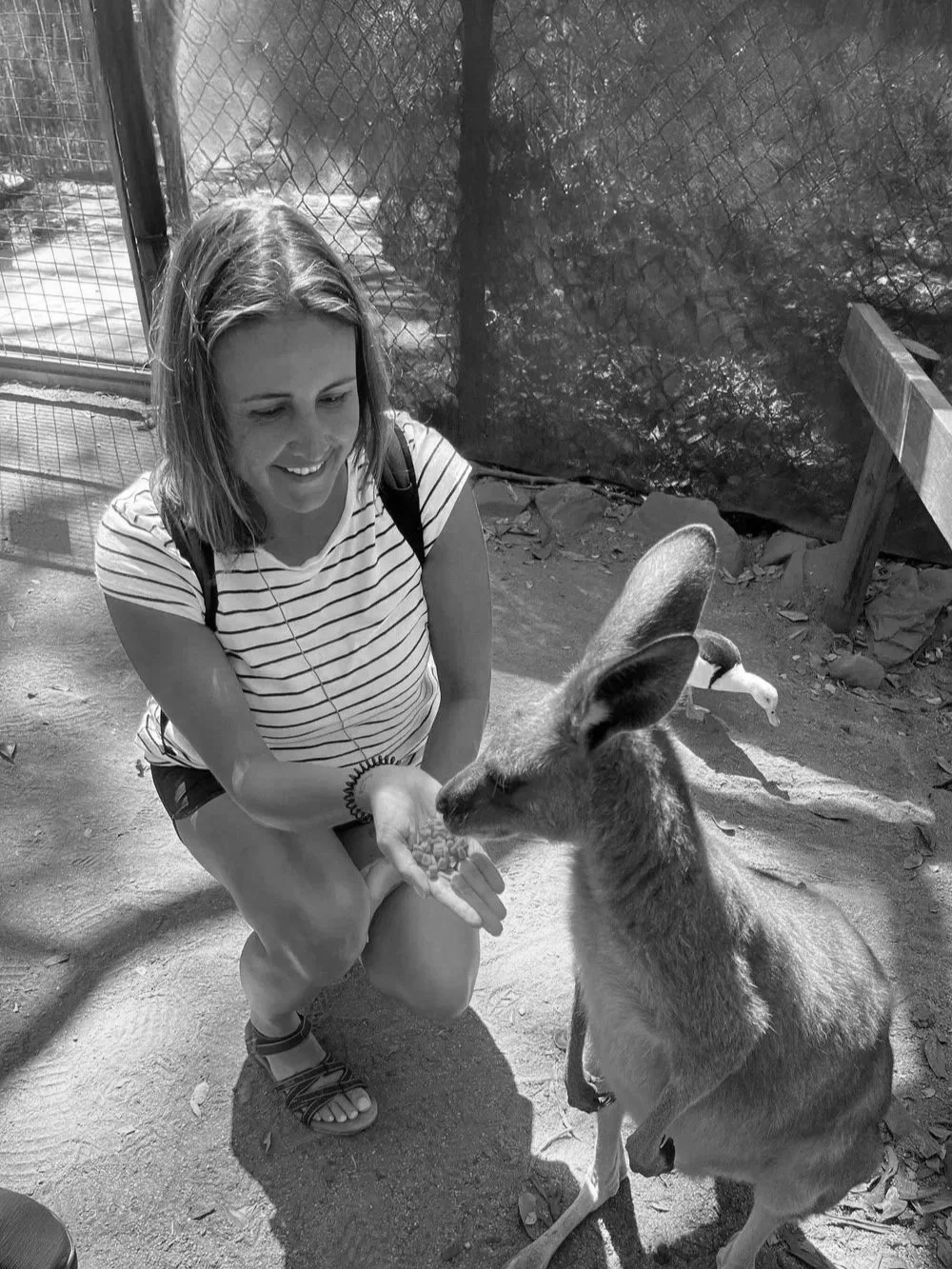 A woman squatting and feeding a young kangaroo with her hand at a zoo or animal sanctuary.