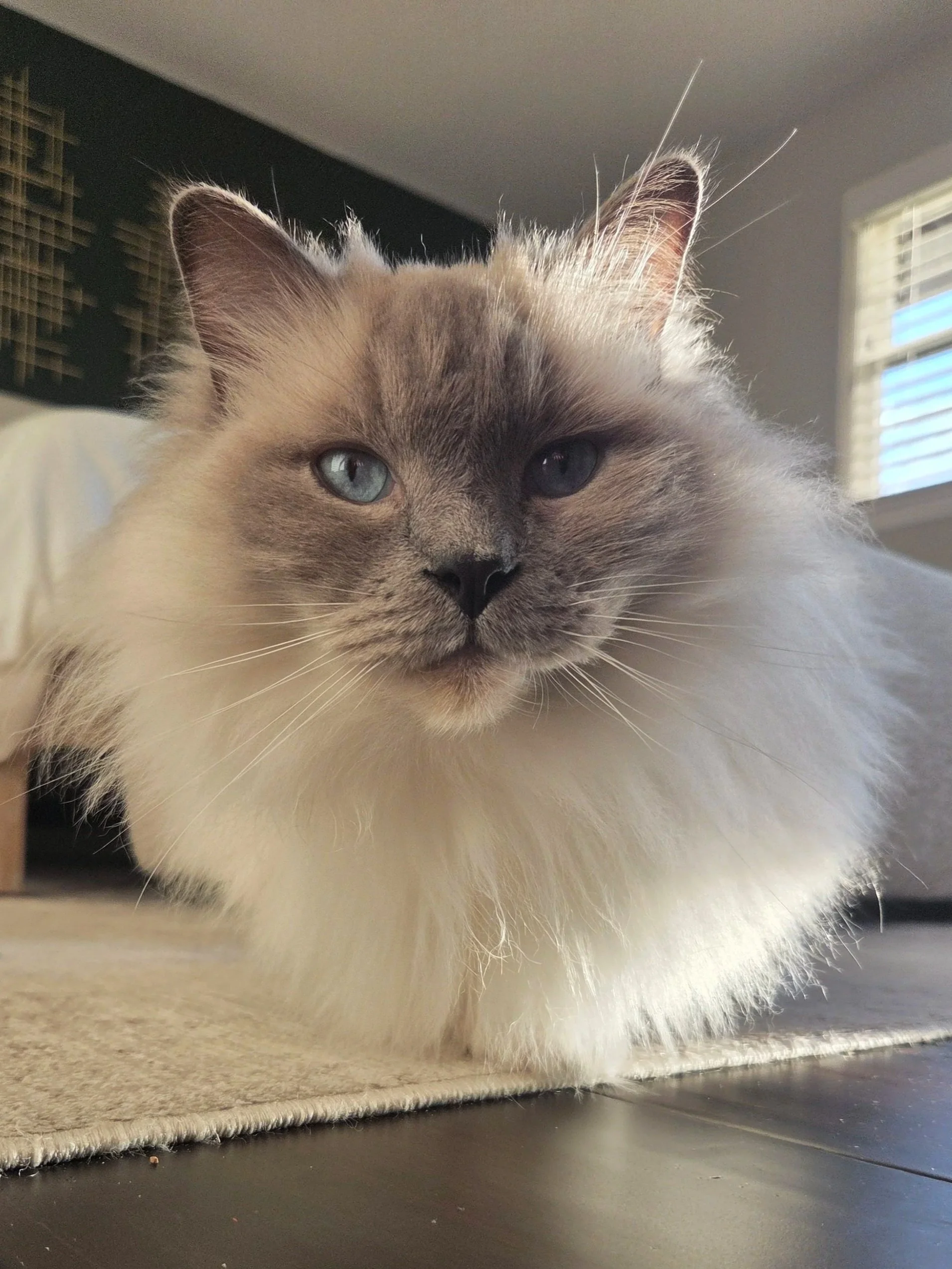 Close-up of a fluffy cat with blue eyes resting on a beige rug near a window with blinds.