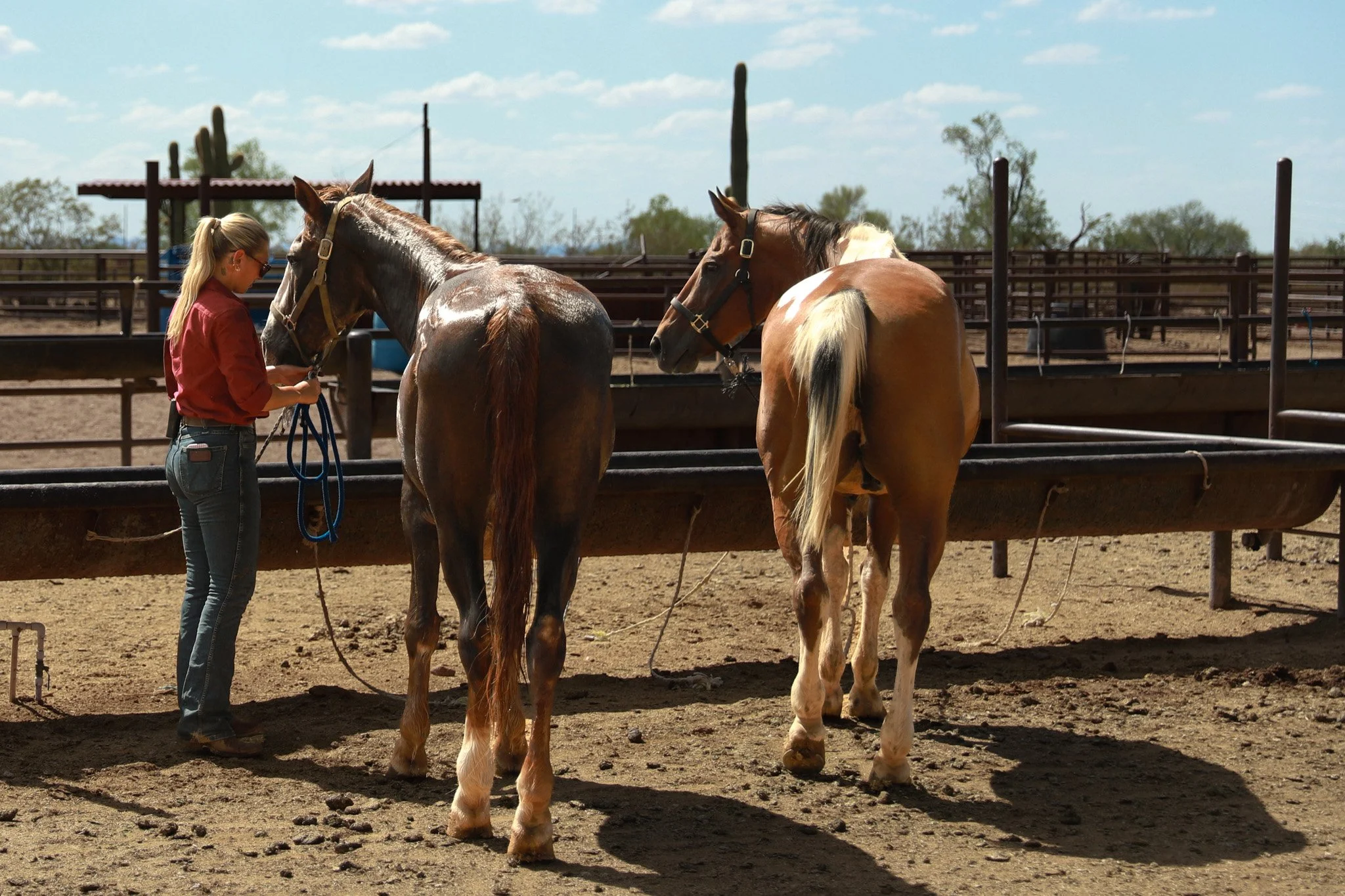 A woman in a red shirt and jeans holding the reins of two horses in a horse arena on a sunny day with a clear sky.