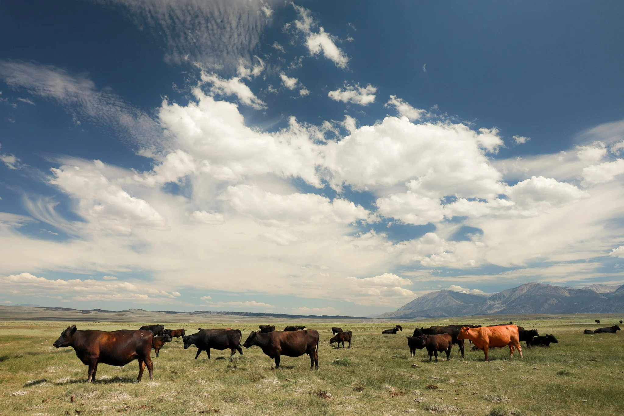 A herd of cows grazing on a grassy plain with mountains in the background and a partly cloudy sky overhead.