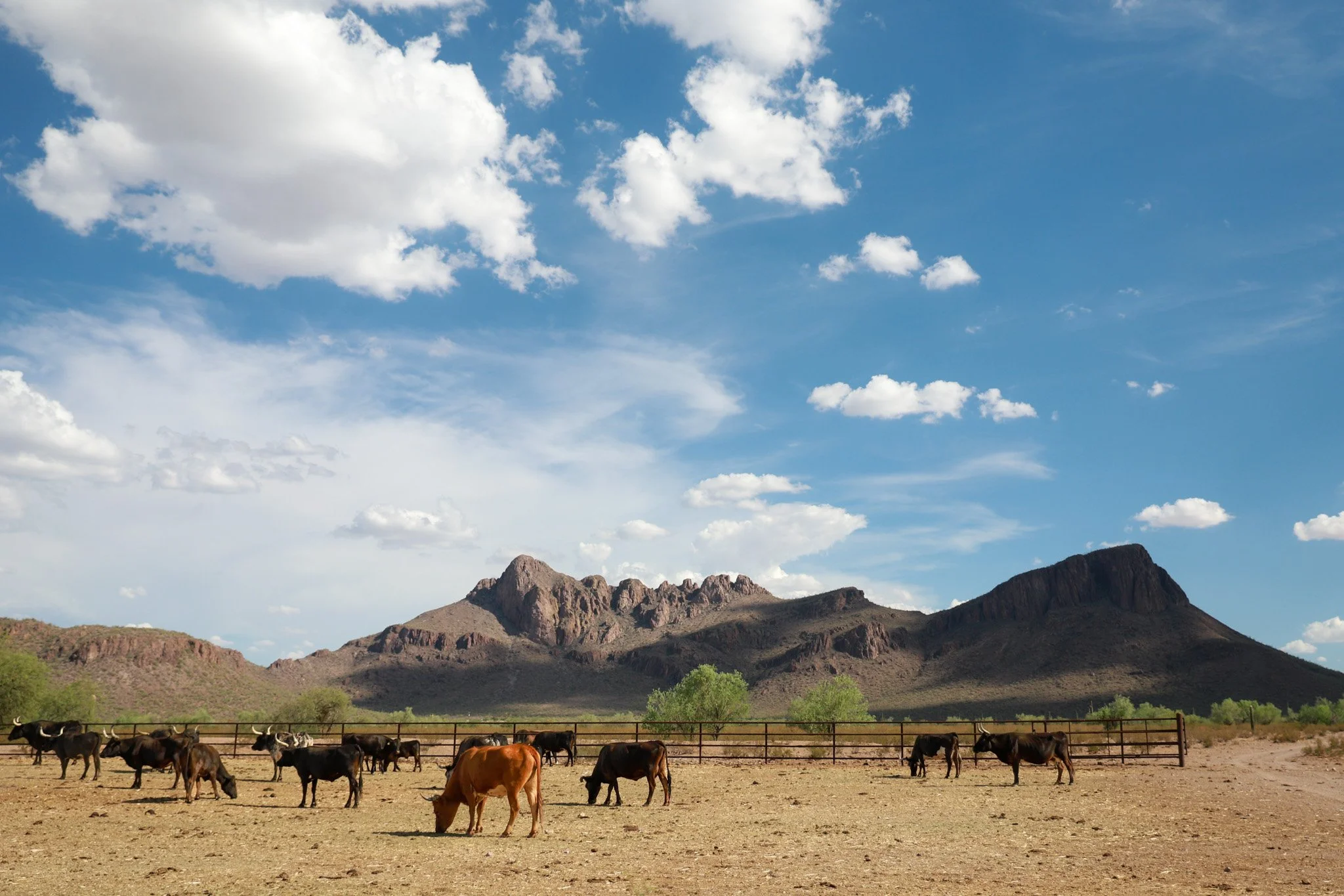 Cattle grazing below desert mountains under a wide blue sky