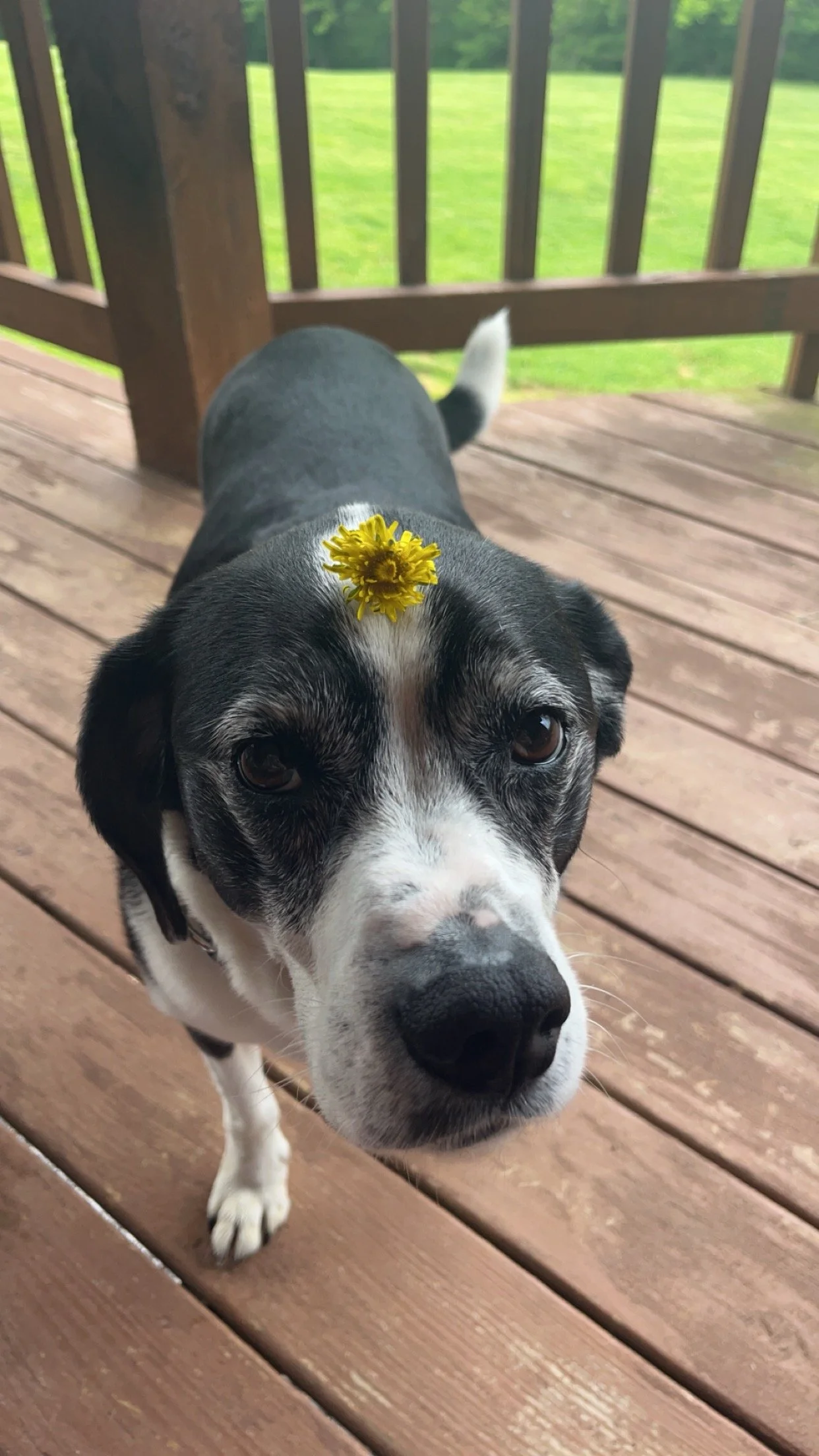 A black and white dog with a yellow flower on its forehead, standing on a wooden deck with green grass in the background.
