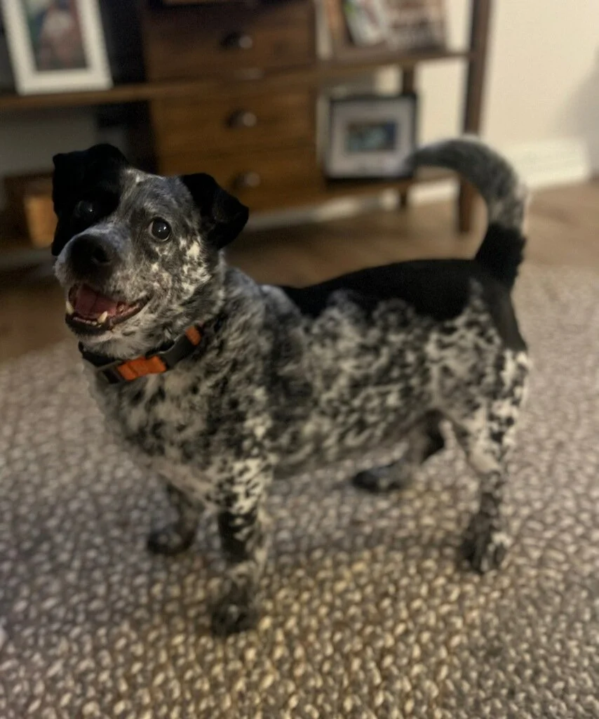 A happy dog with a black and white speckled coat, standing on a carpeted floor indoors, looking at the camera with an open mouth and wearing an orange collar.