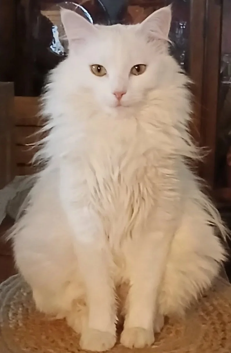 A large fluffy white cat with yellow eyes sitting on a woven mat indoors.