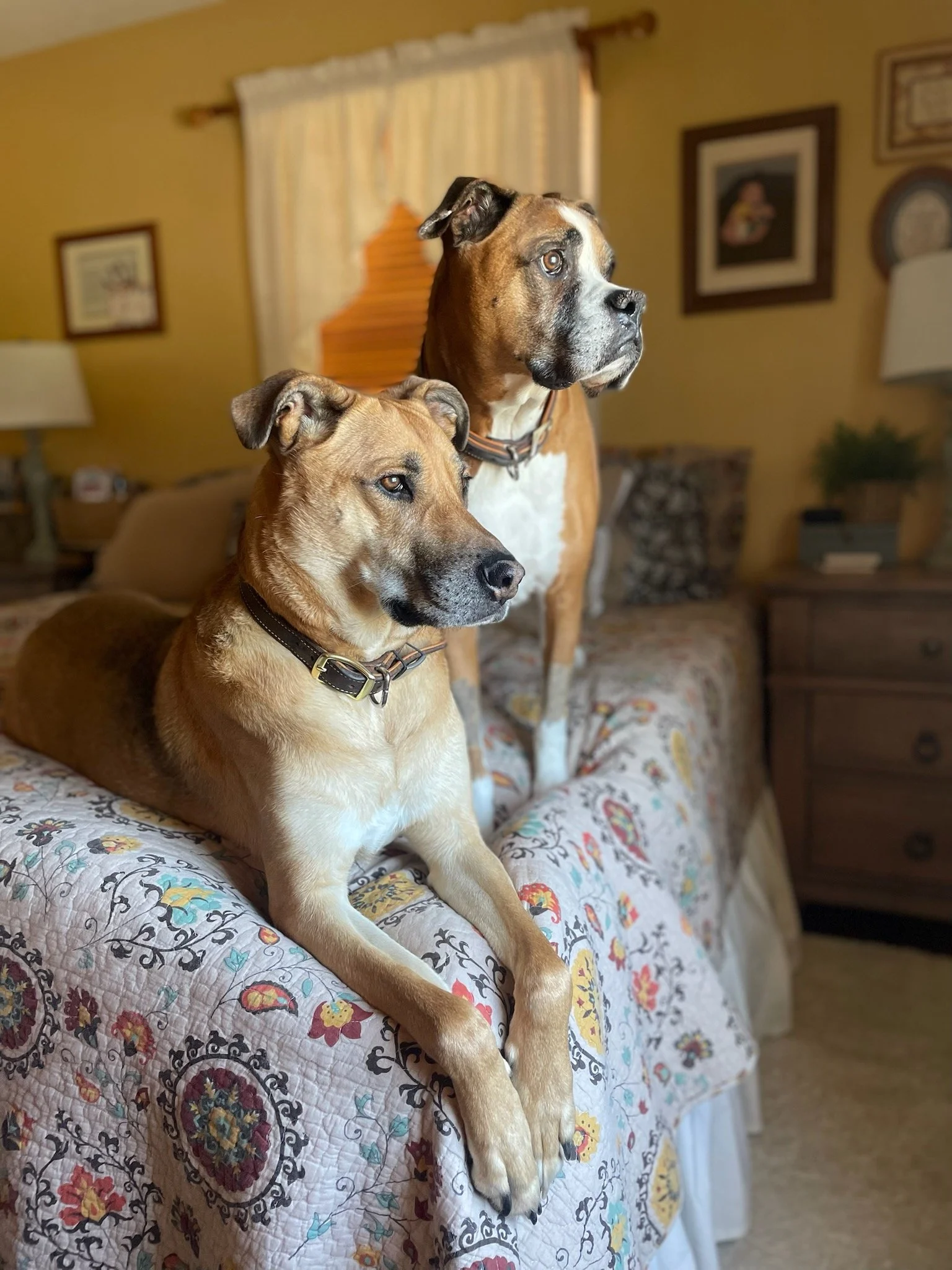 Two dogs sitting on a bed in a bedroom. The dog in the foreground is tan with a short coat and collar, lying down with front legs extended. The dog in the background is larger, brown and white with a collar, standing and looking to the right. The room has yellow walls, framed pictures, a window with curtains, a lamp, and a wooden dresser.