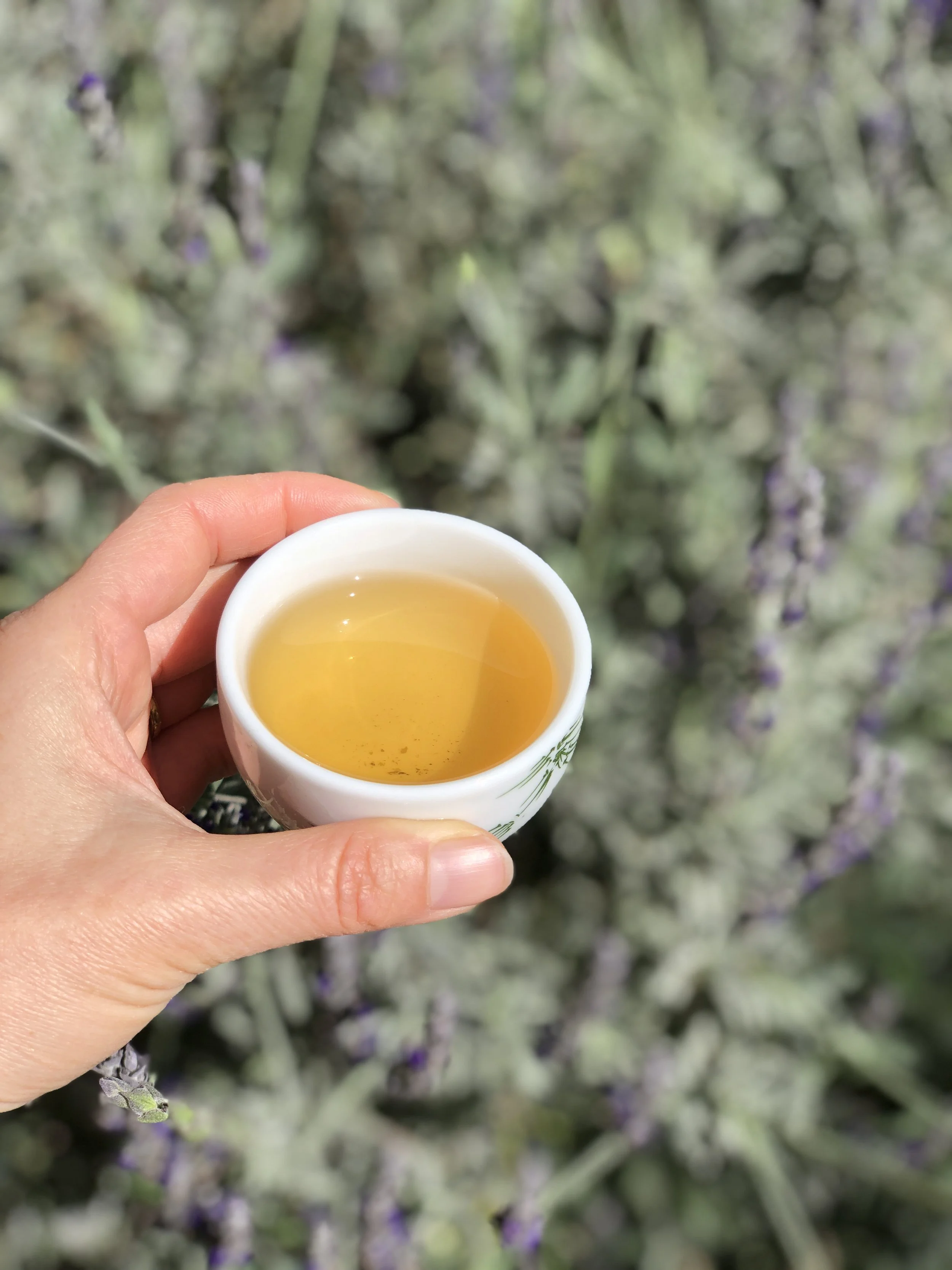 Wild Yellow Tea