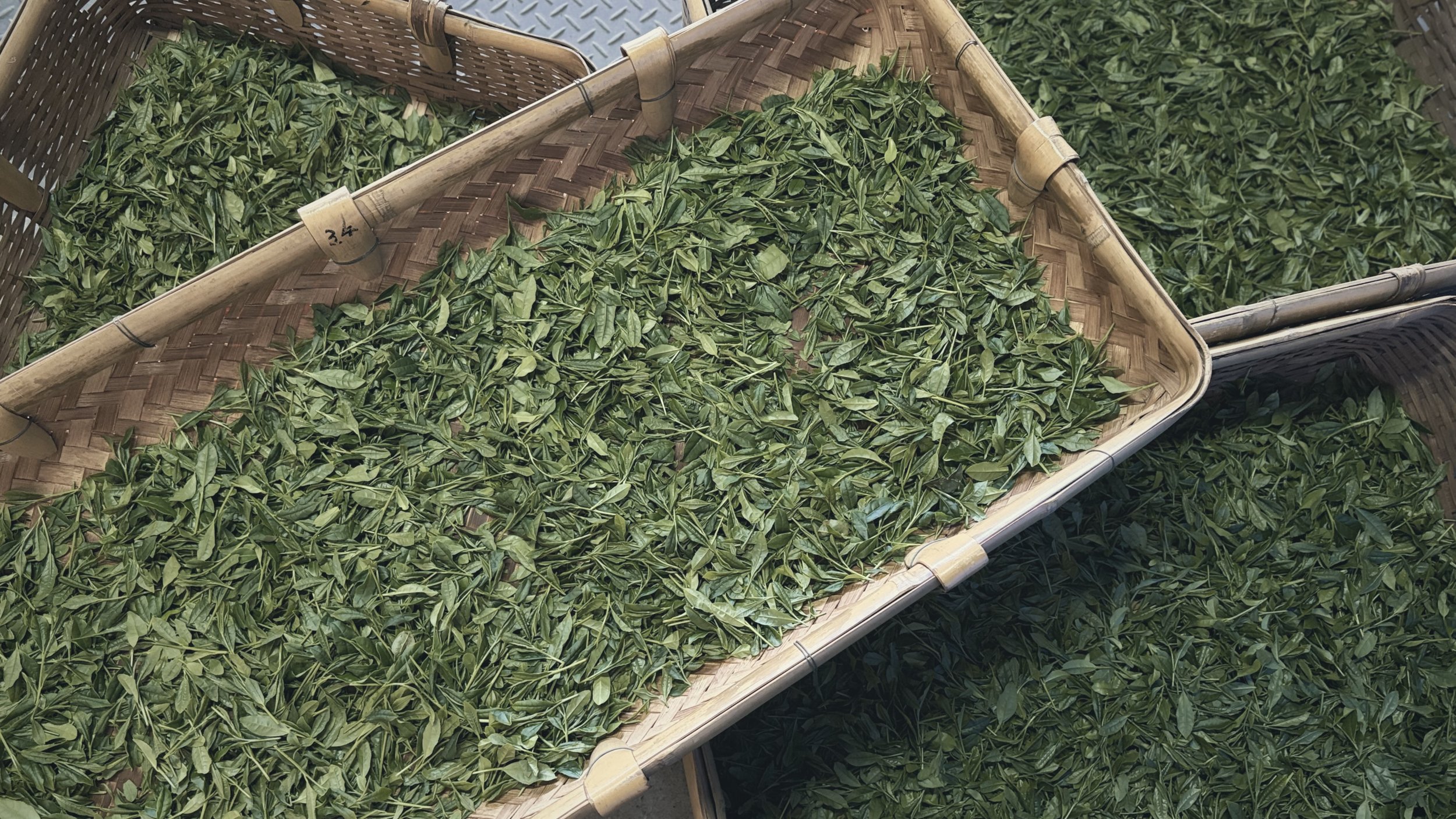 Green tea leaves spread out in bamboo trays, drying in the sun.