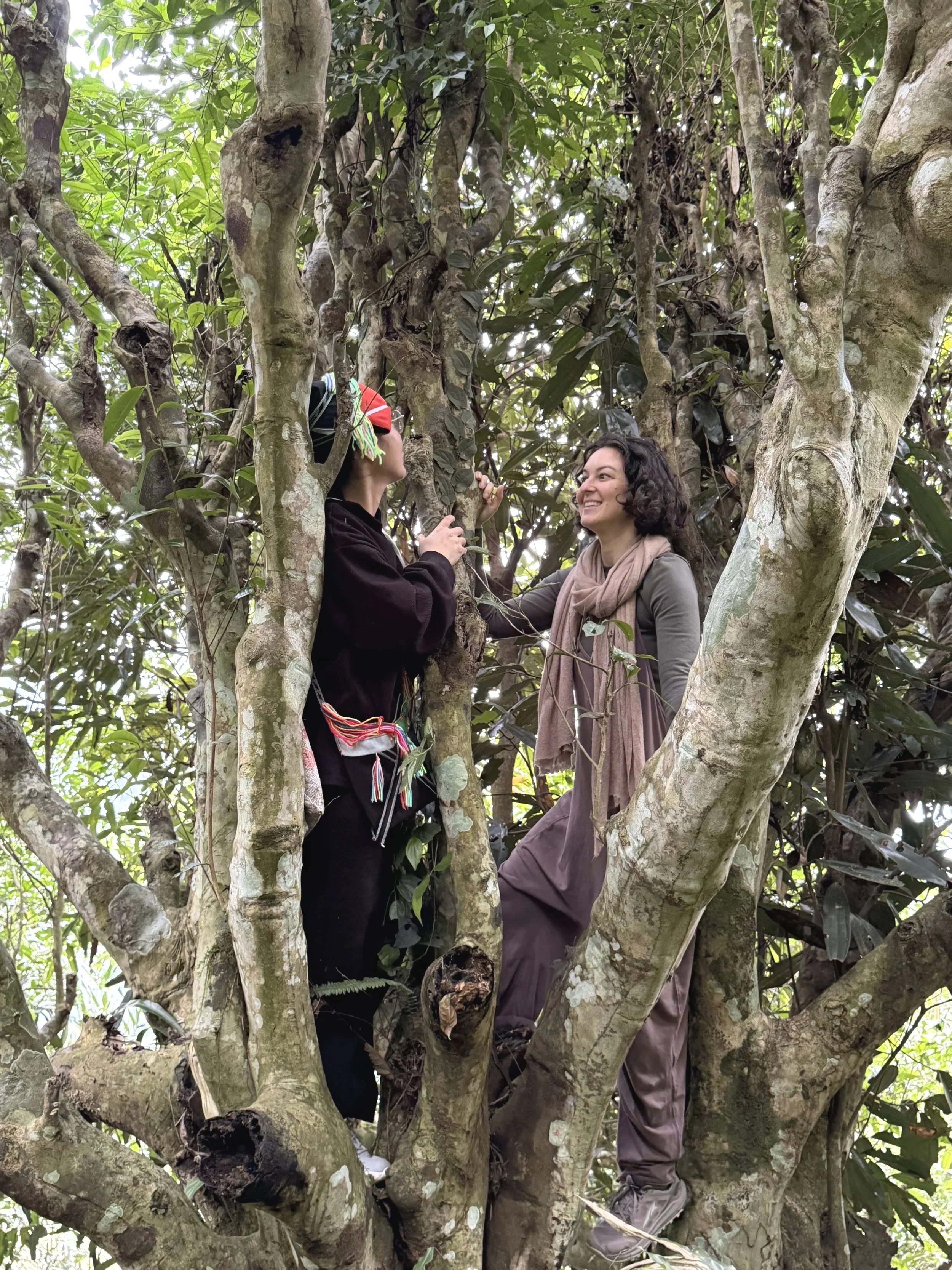 Two women standing on the branches of an ancient tea tree in the forest