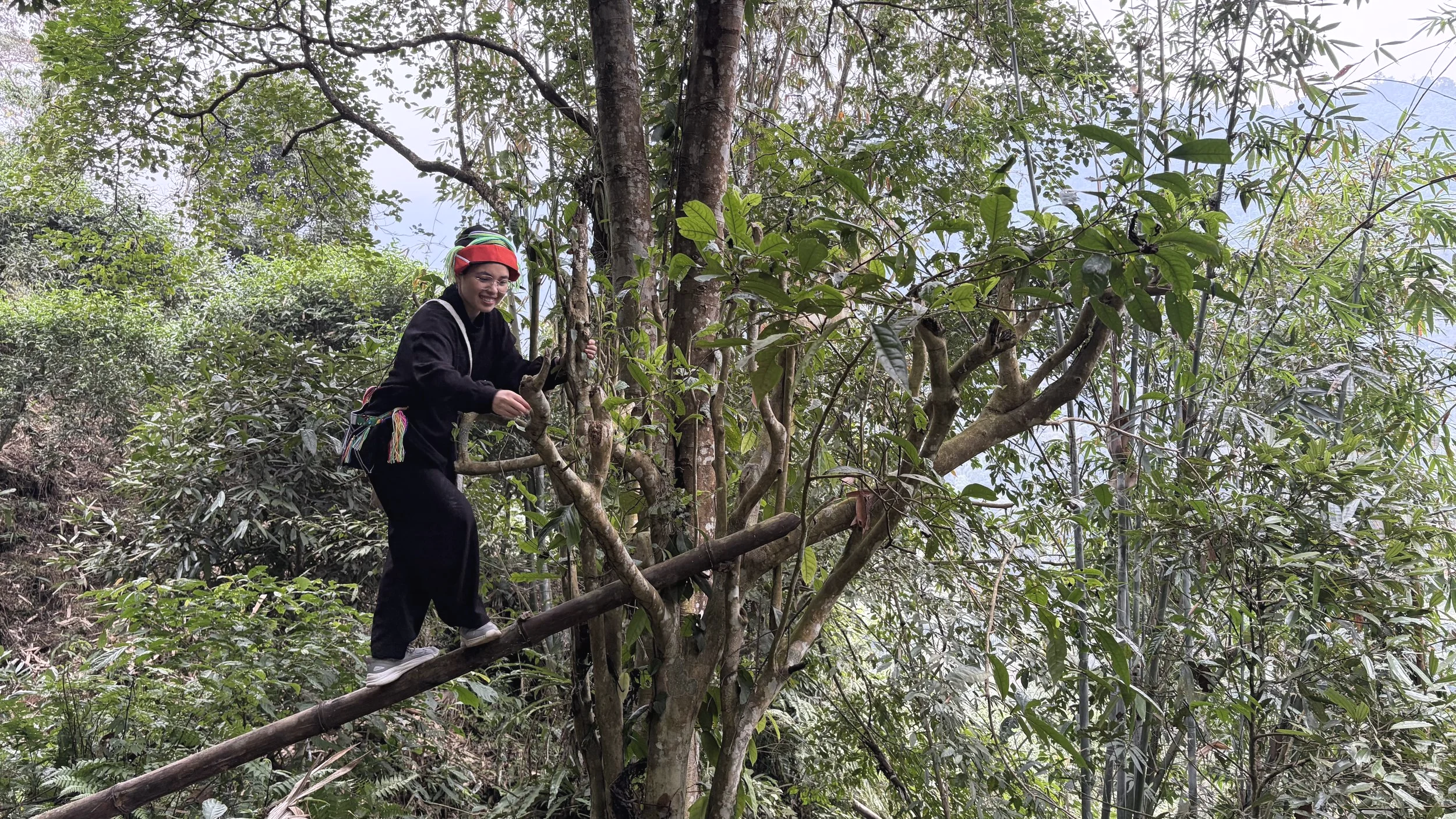 A person wearing a black hoodie, black pants, white shoes, and a colorful headscarf is climbing a tree on a forested hillside.