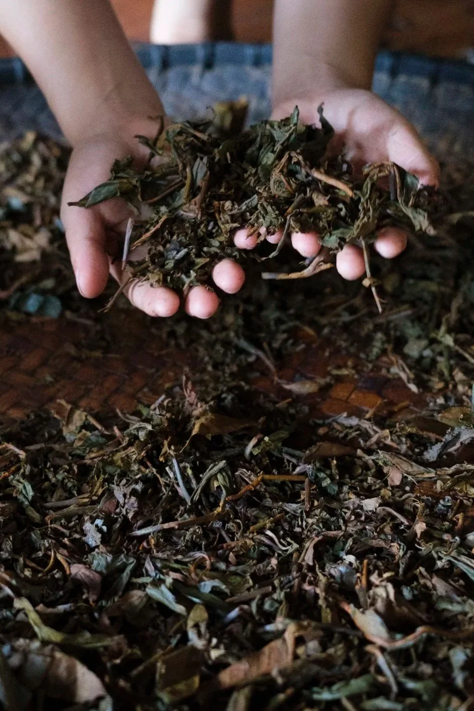 Person holding dried tea leaves over a table filled with more dried tea leaves.
