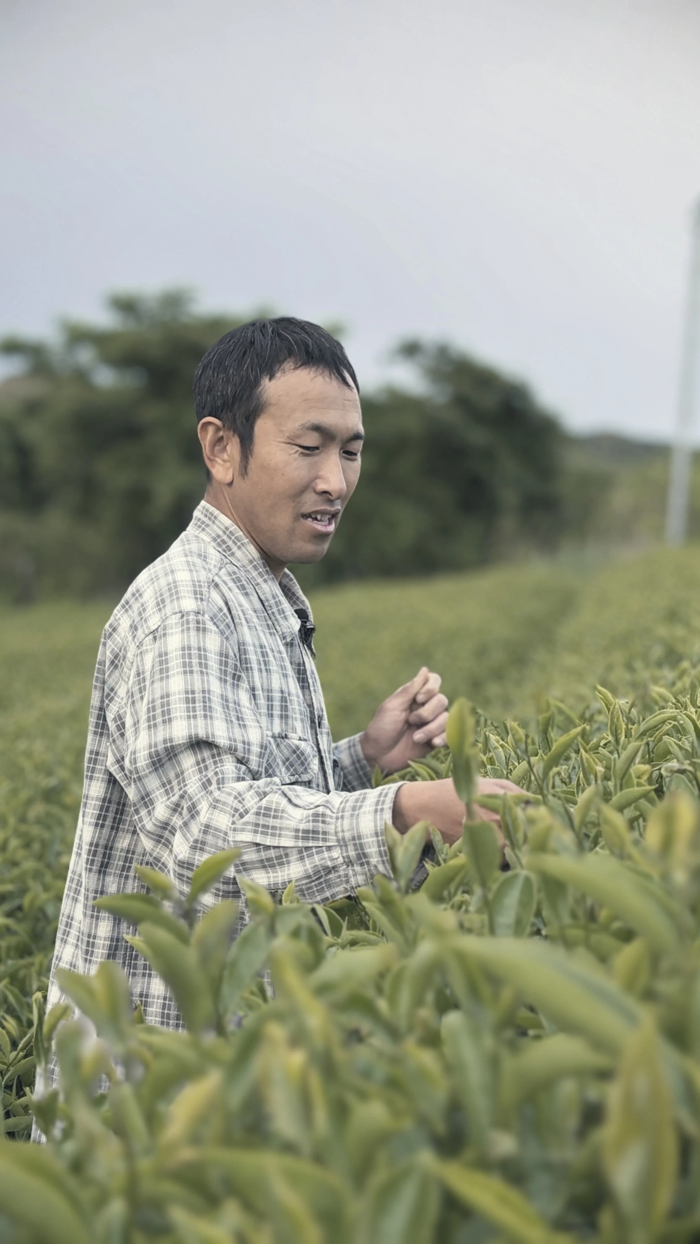 Man stands in a tea field picking leaves