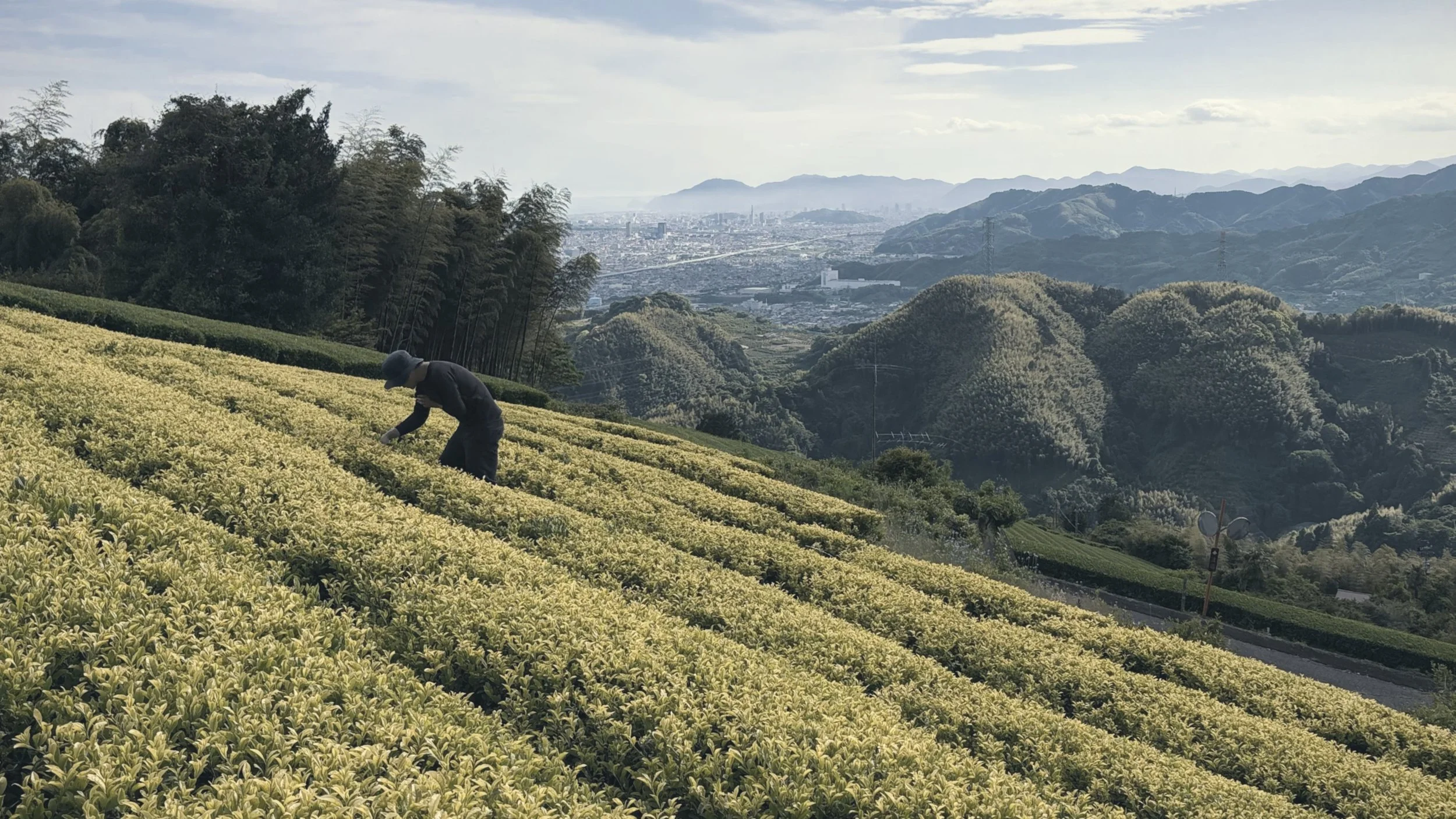 A man stands in a mountain tea field inspecting tea leaves. Mountains and sea in the background.