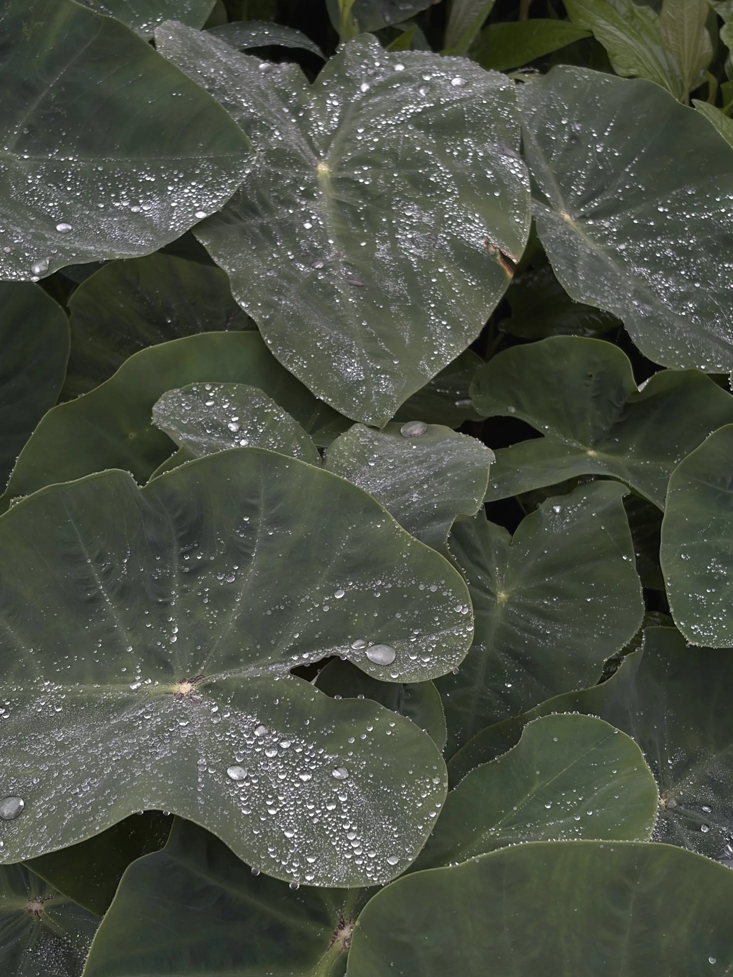 Close-up of dark green leaves covered with water droplets.