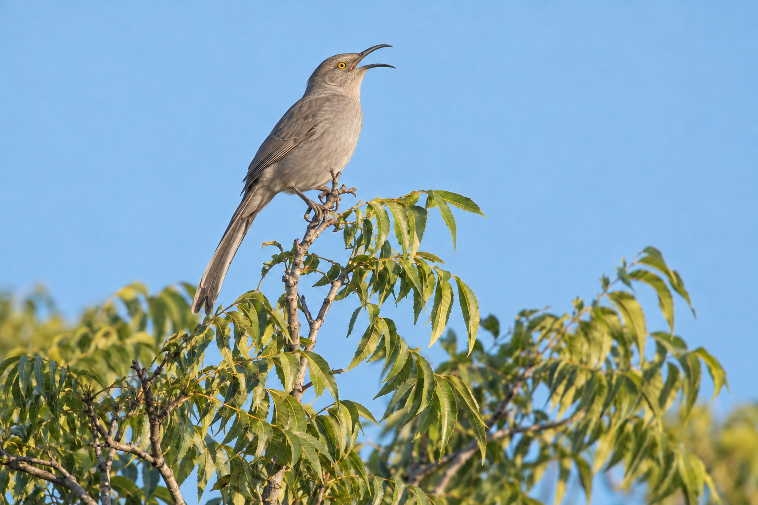 A gray curve-billed thrasher singing from the top branch of a pecan tree against a clear blue sky.