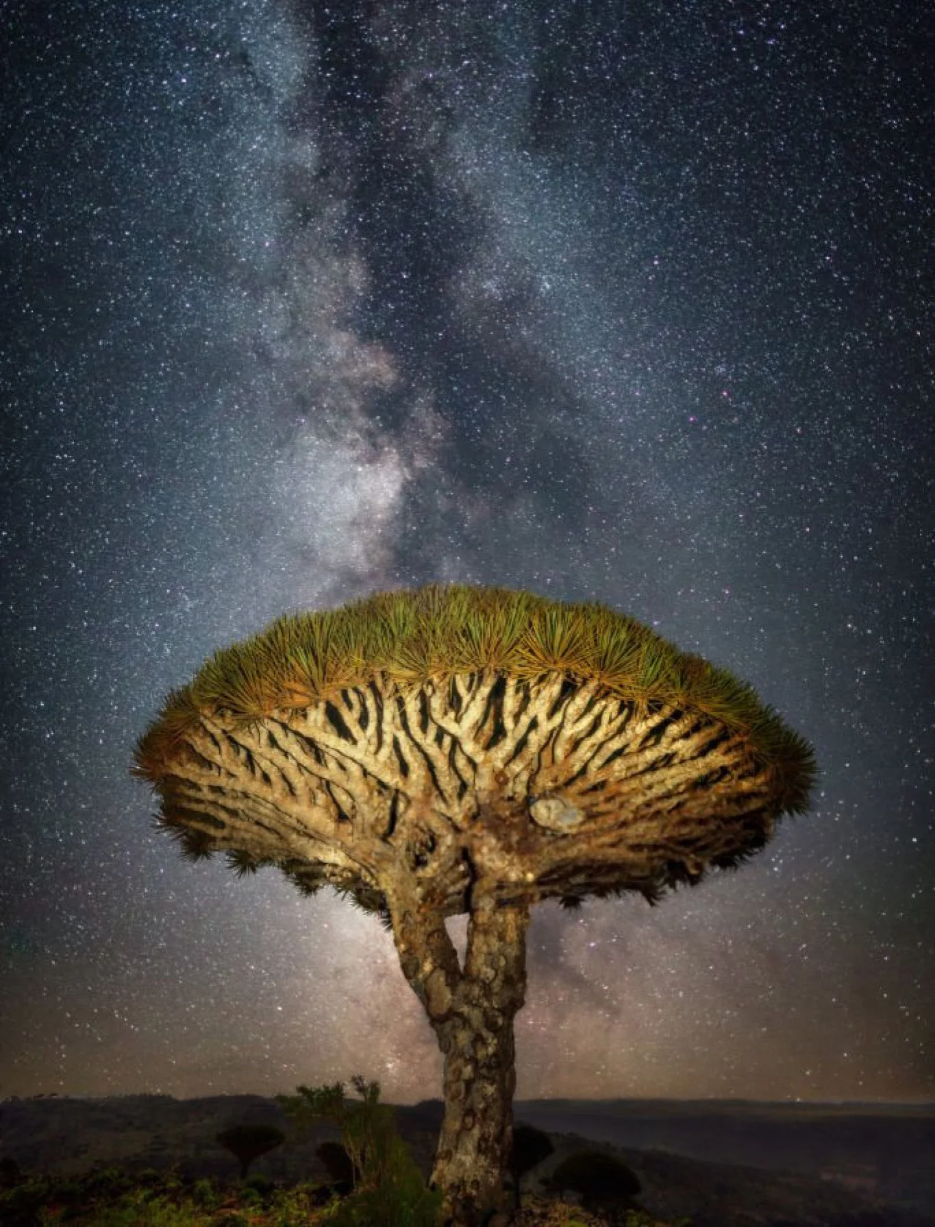 dragon-blood-tree-traveling-socotra.jpg