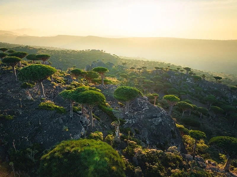 Dragon-blood-trees-Socotra.jpg