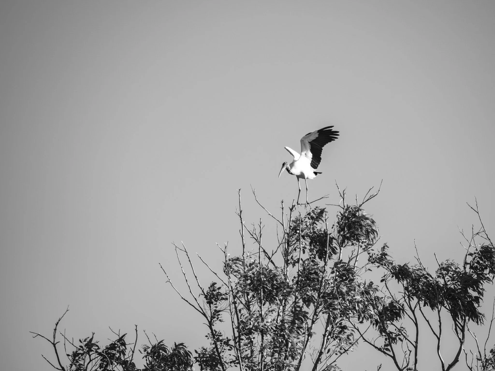 Vuelo en Valizas