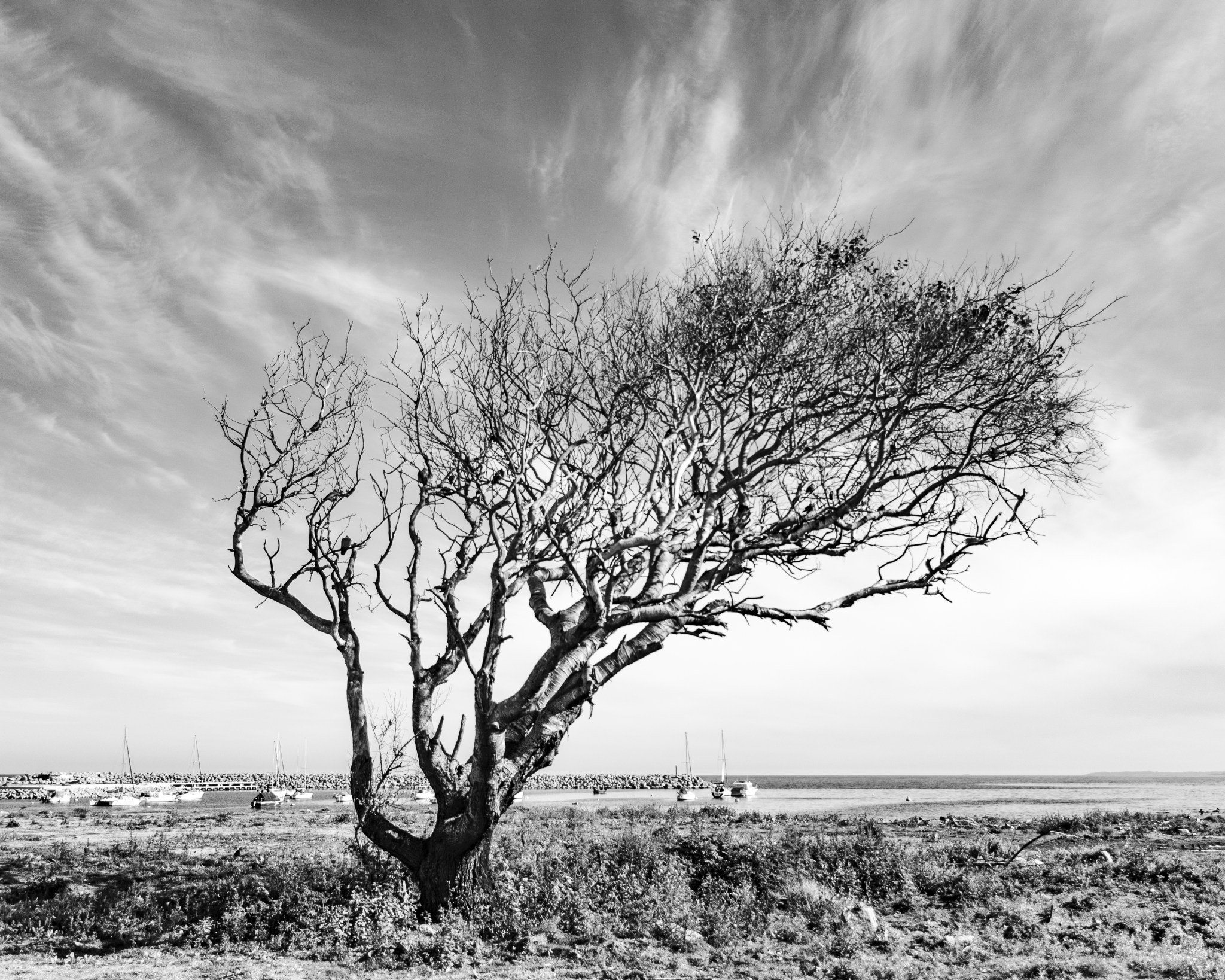 Vientos del Sur