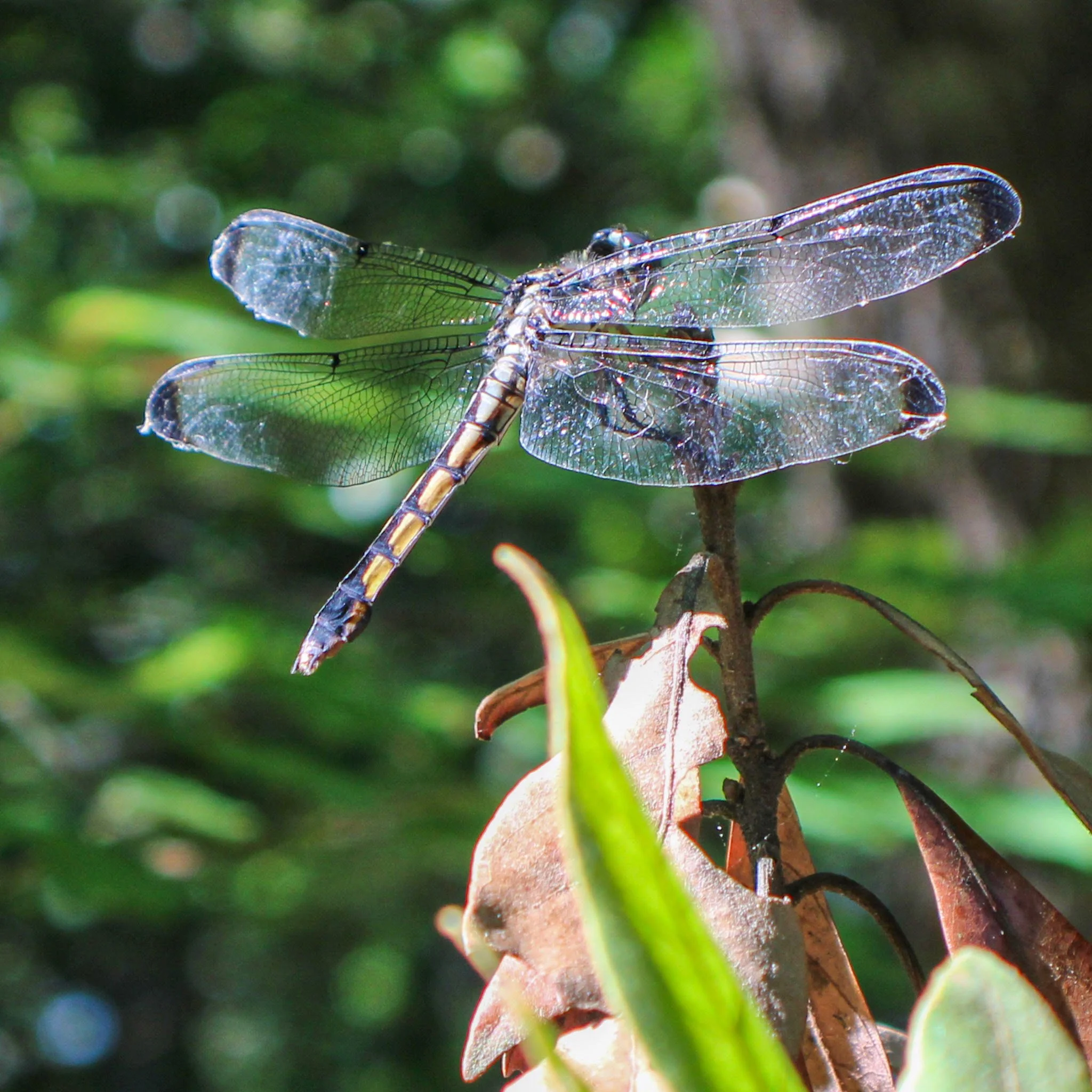 Close-up image of a dragonfly perched on a plant stem with green blurred background.